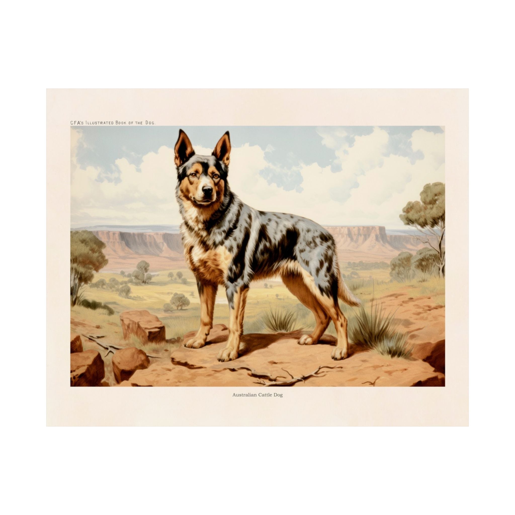Australian Cattle Dog 2- CFA Edition