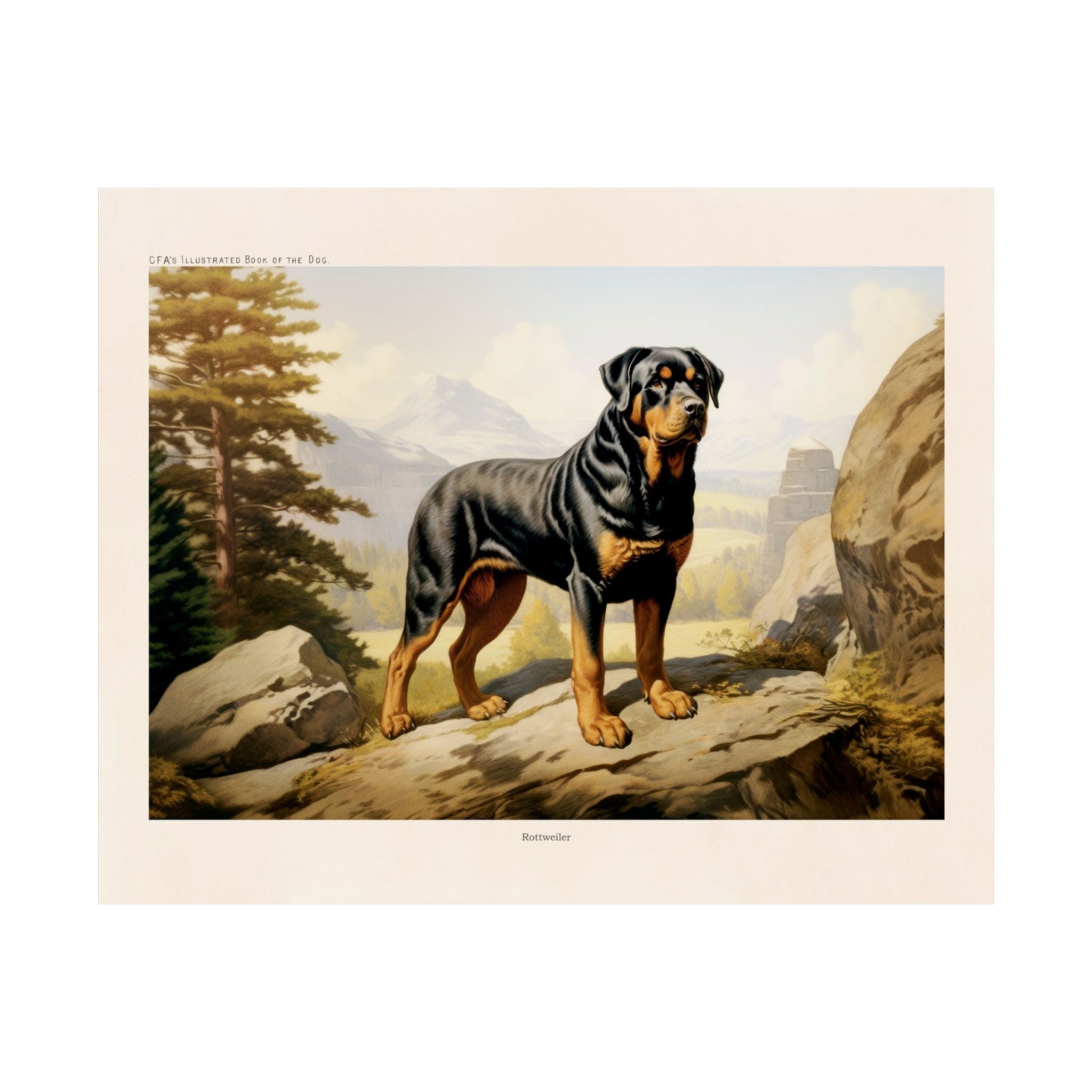 Rottweiler- CFA Edition