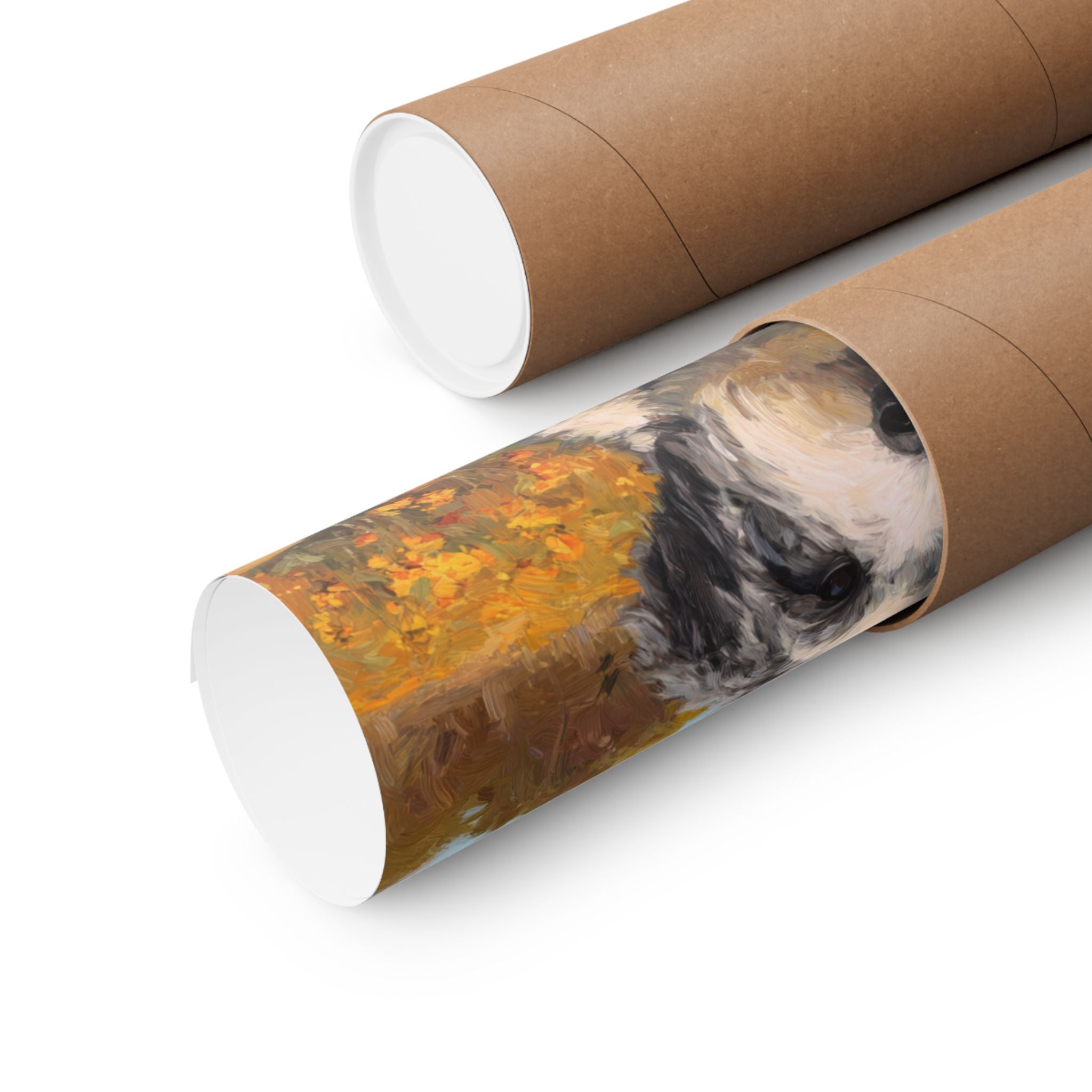 Aussiedoodle 2- Pumpkin Patch Collection