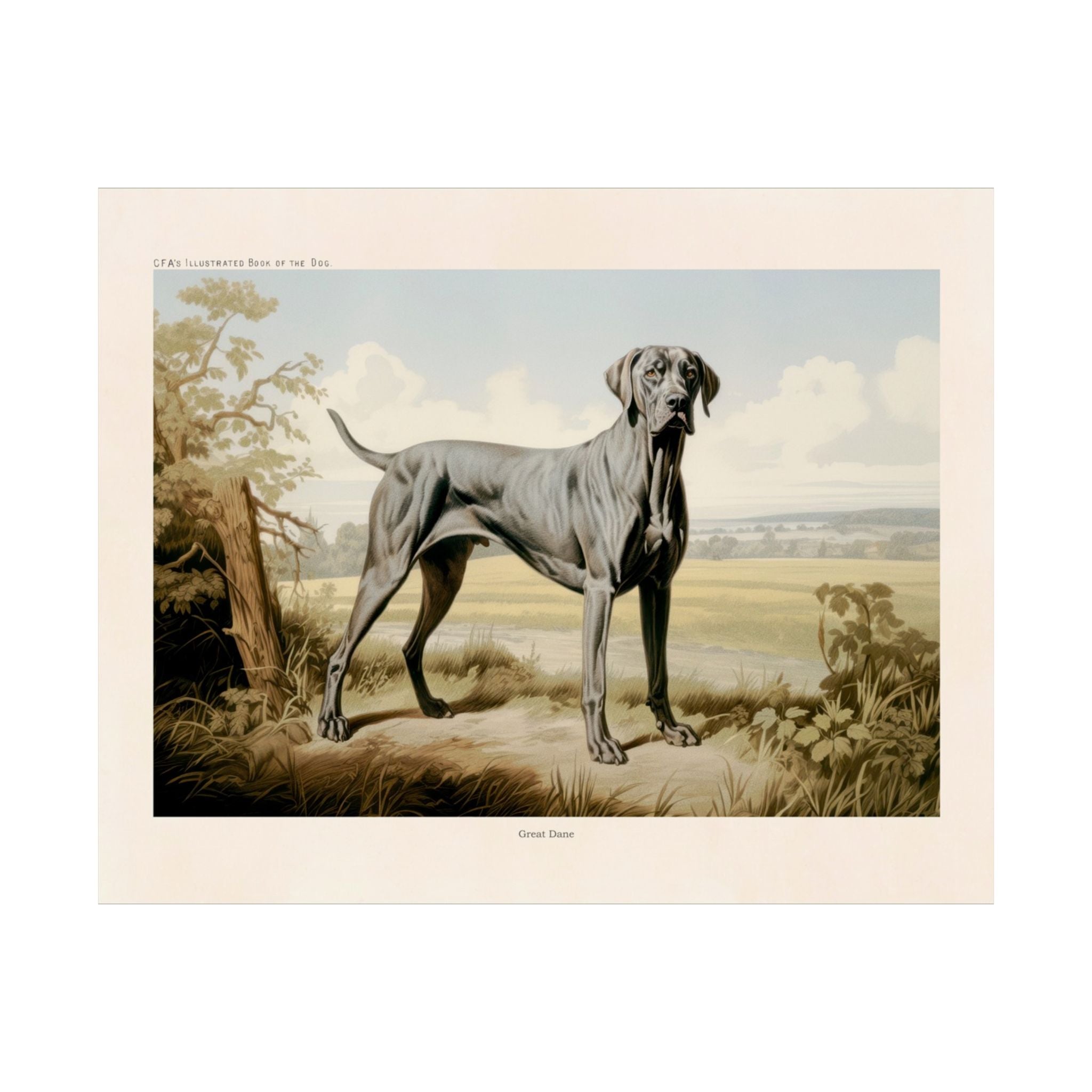 Great Dane 1- CFA Edition