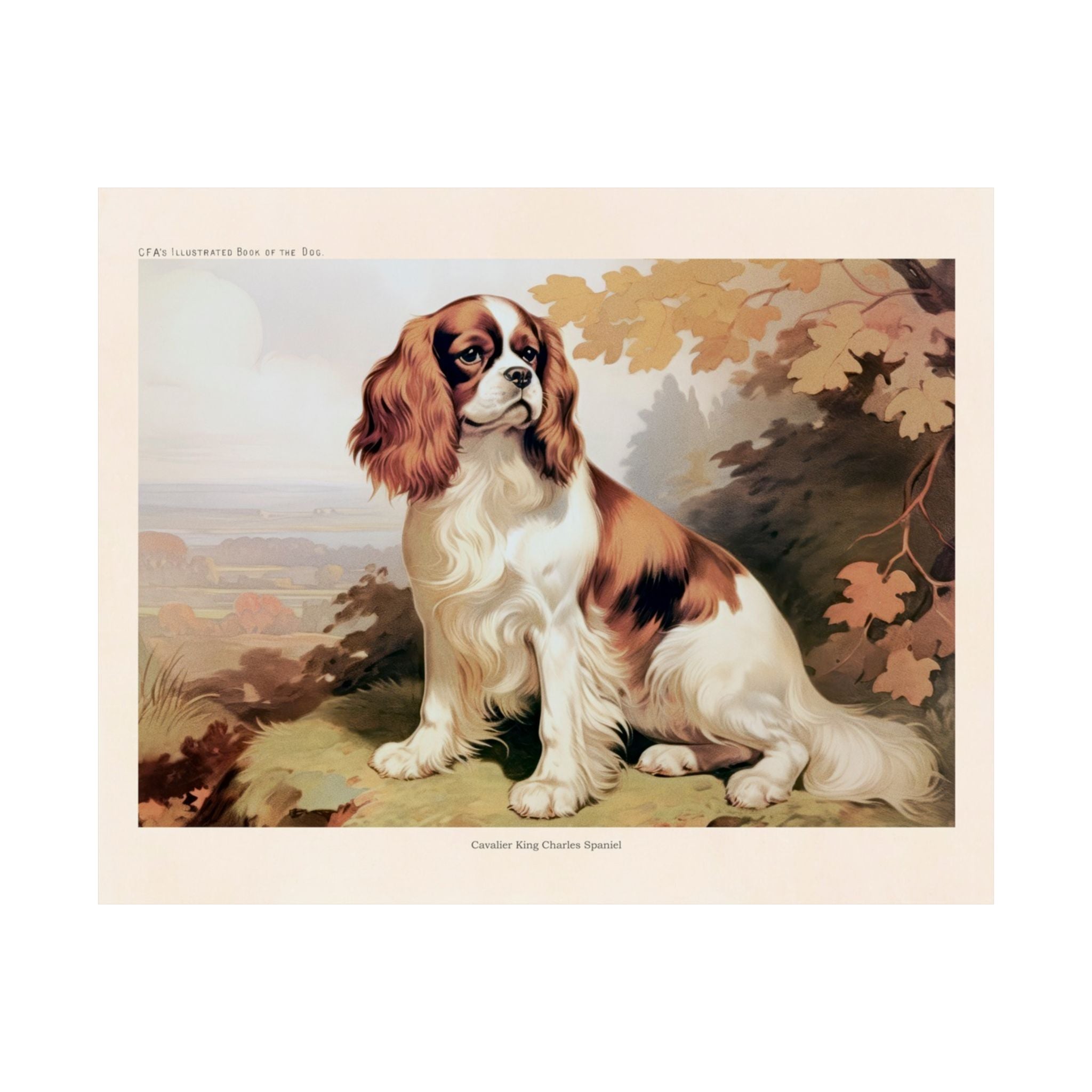 Cavalier King Charles Spaniel 3- CFA Edition