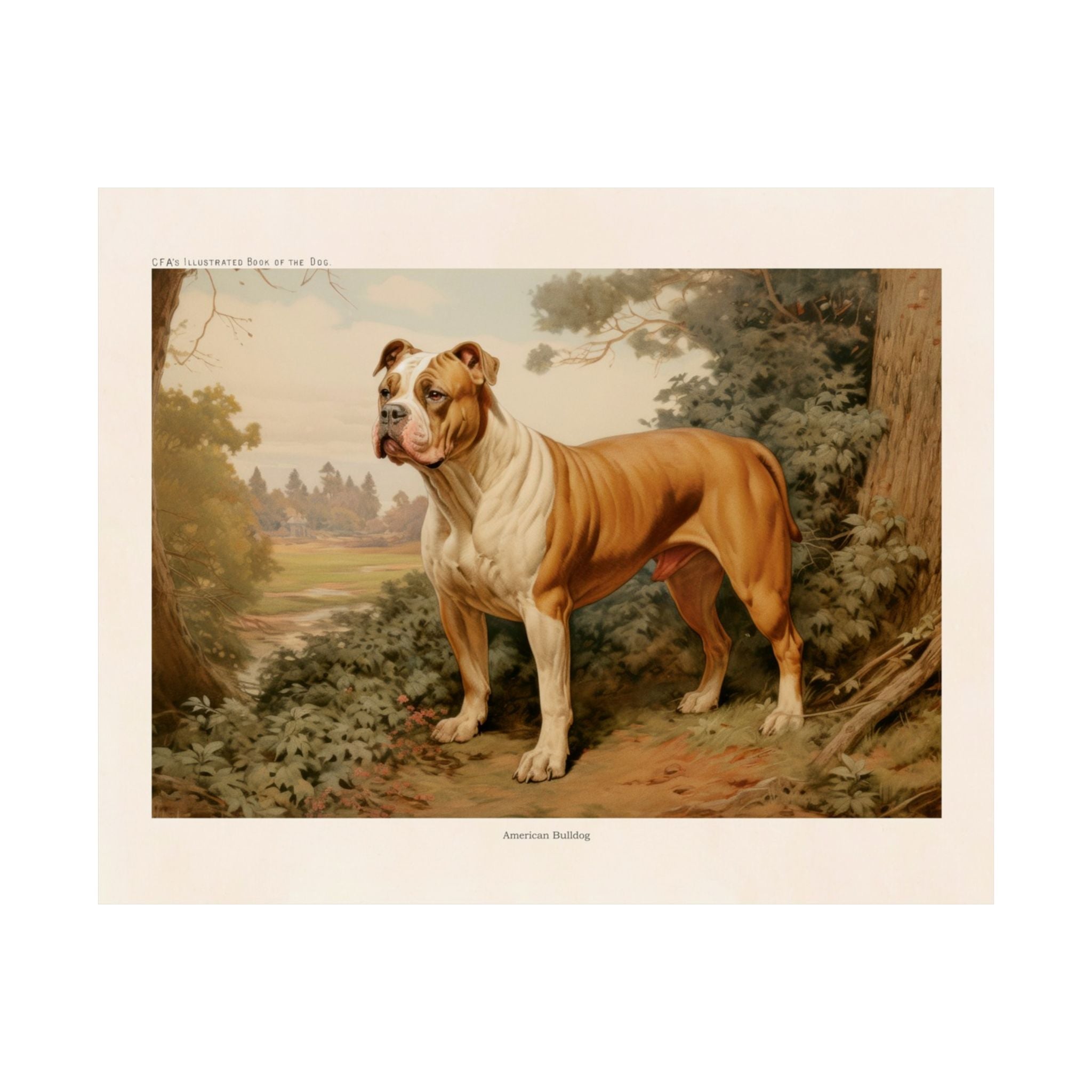 American Bulldog- CFA Edition