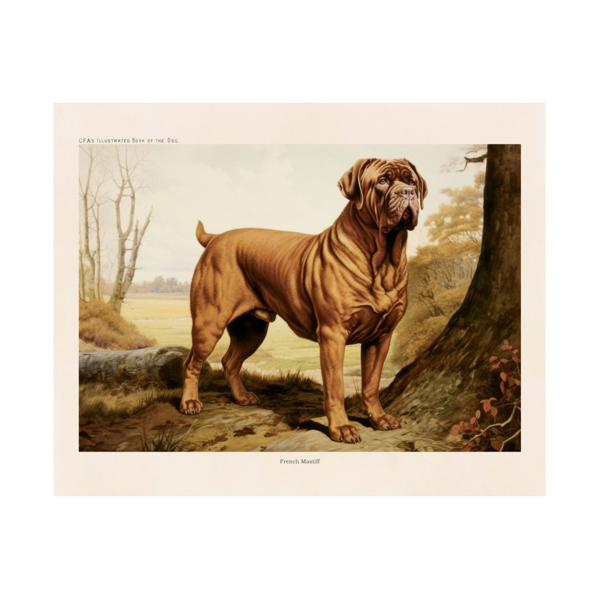 French Mastiff 2- CFA Edition