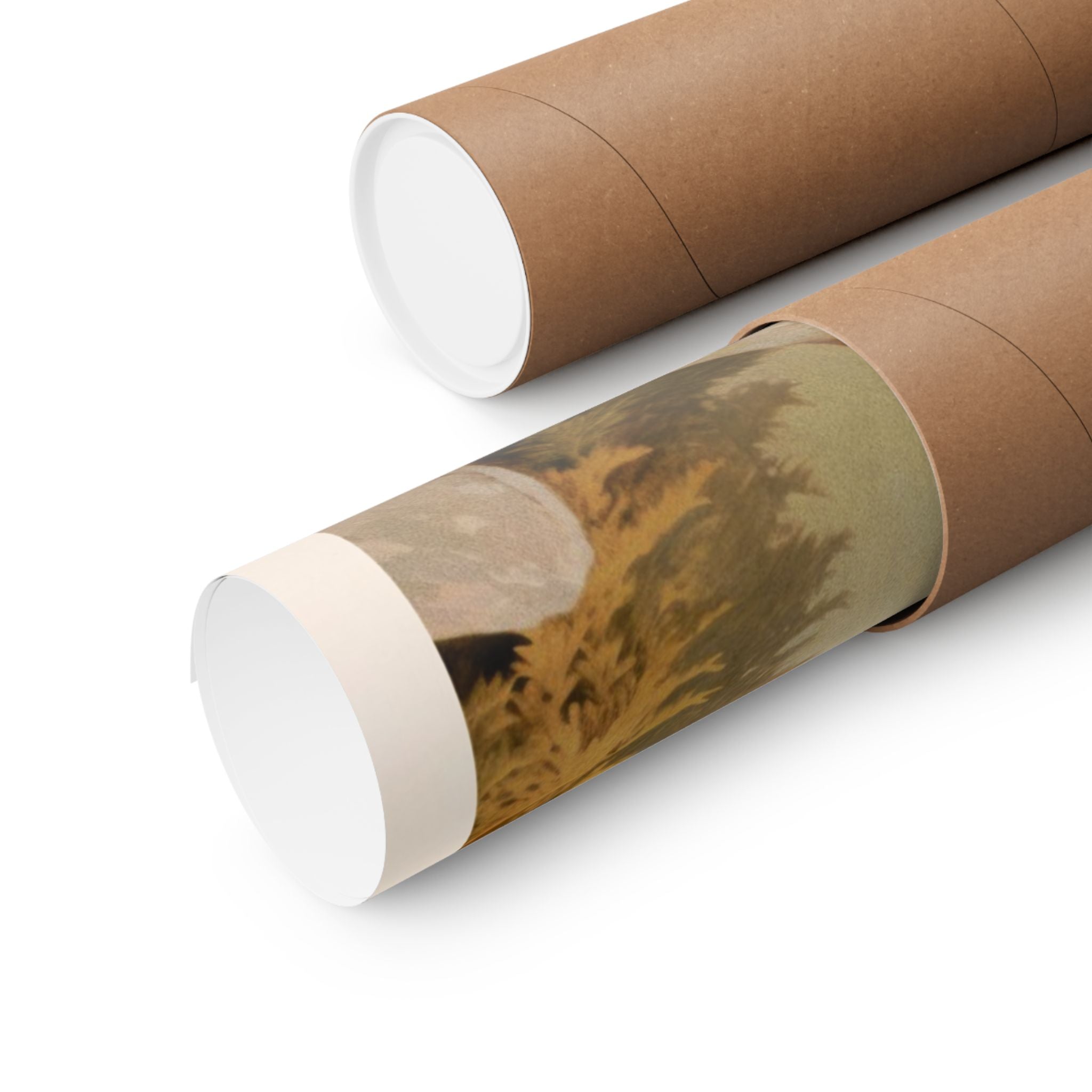 Bernese Mountain Dog- CFA Edition