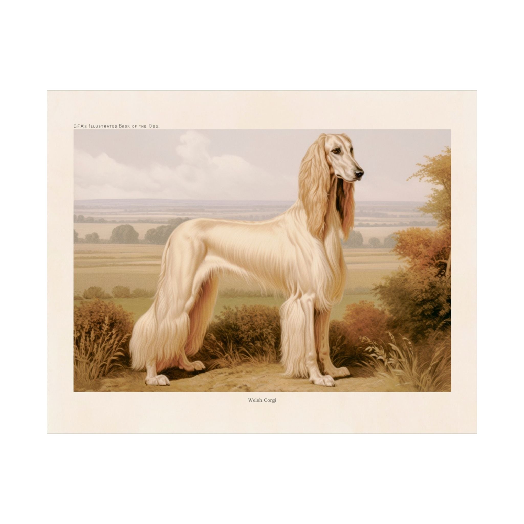 Welsh Corgi 2- CFA Edition