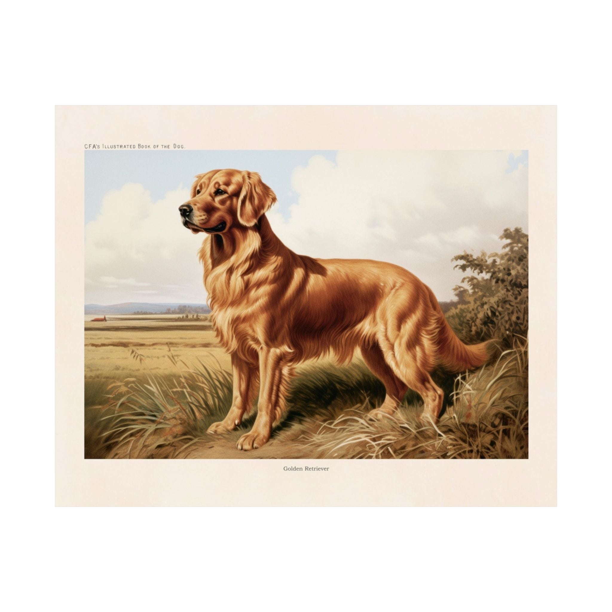 Golden Retriever- CFA Edition