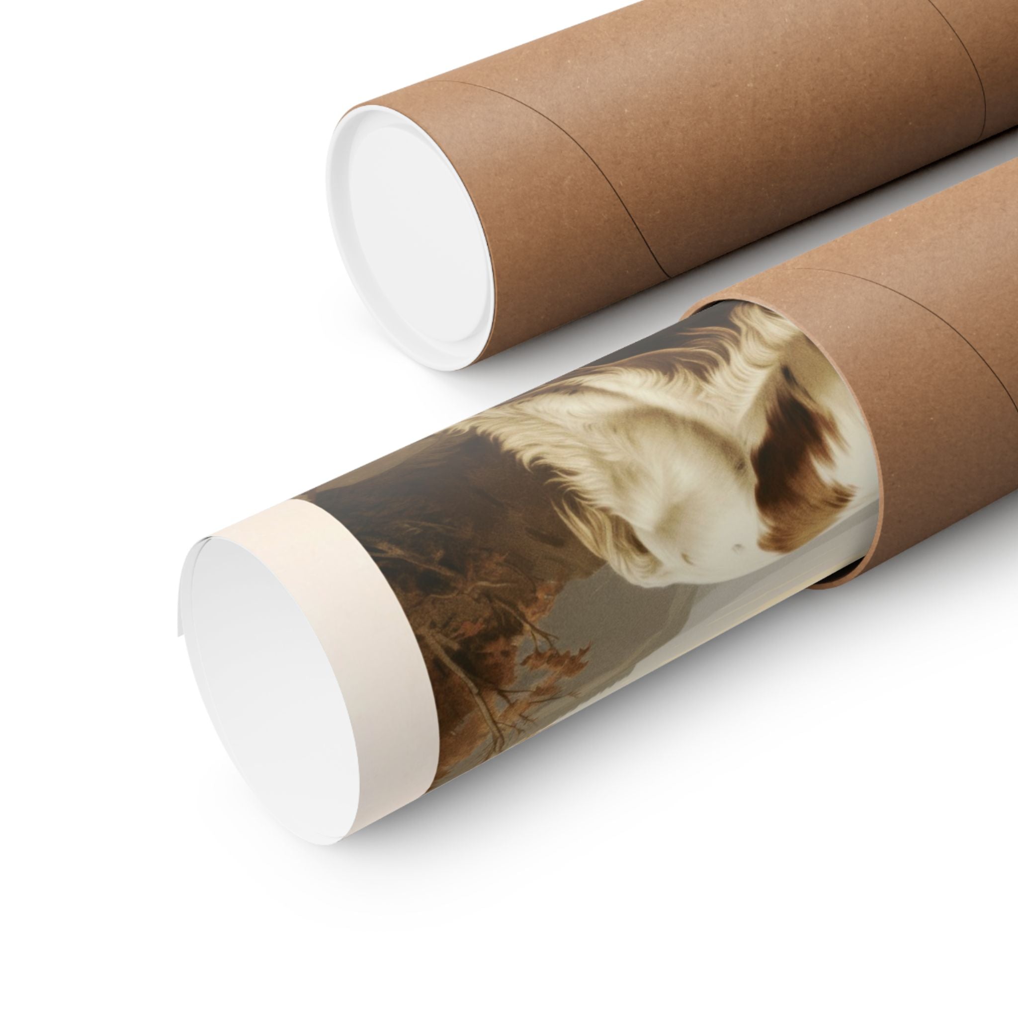 Britany Spaniel 2- CFA Edition