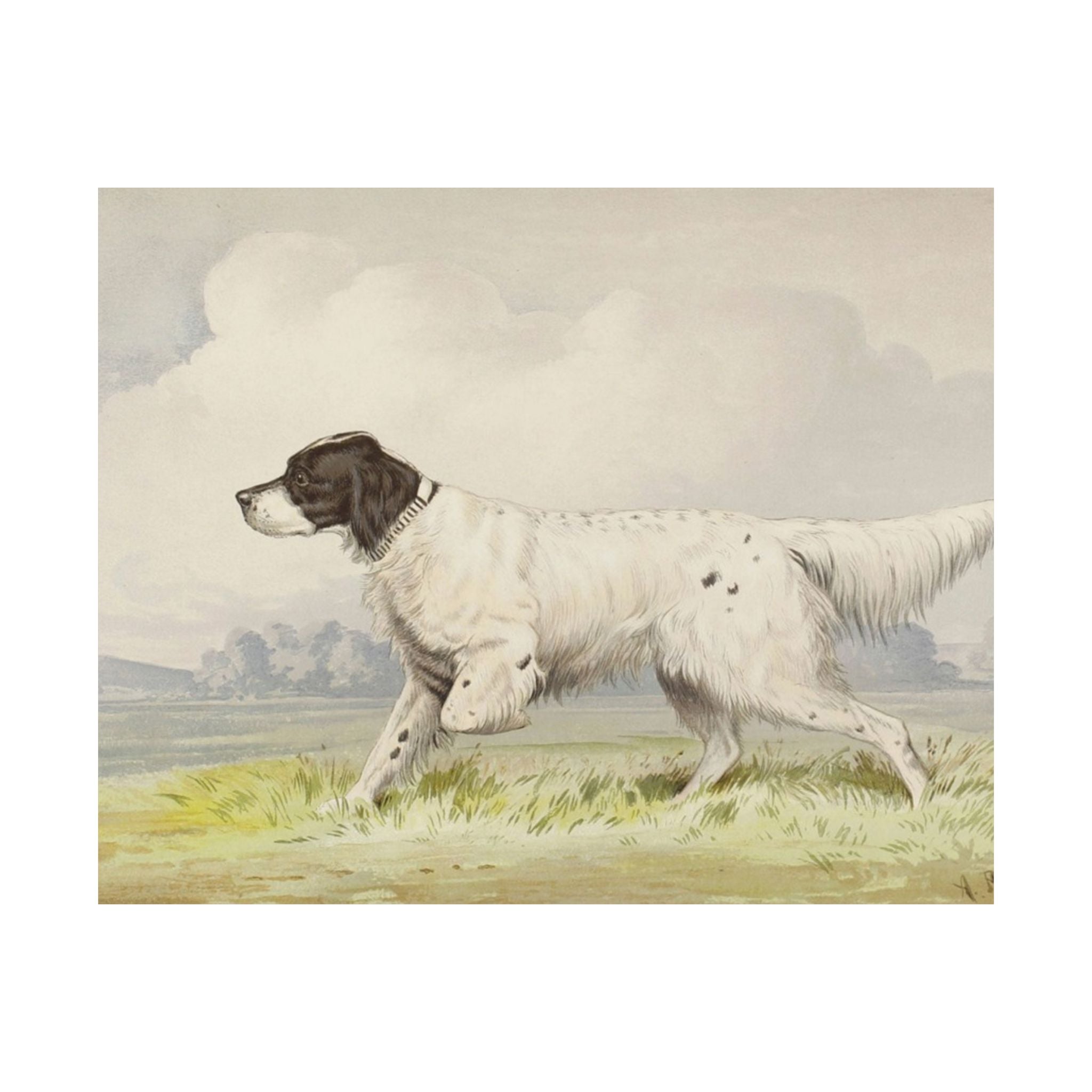 English Setter- Pope Collection