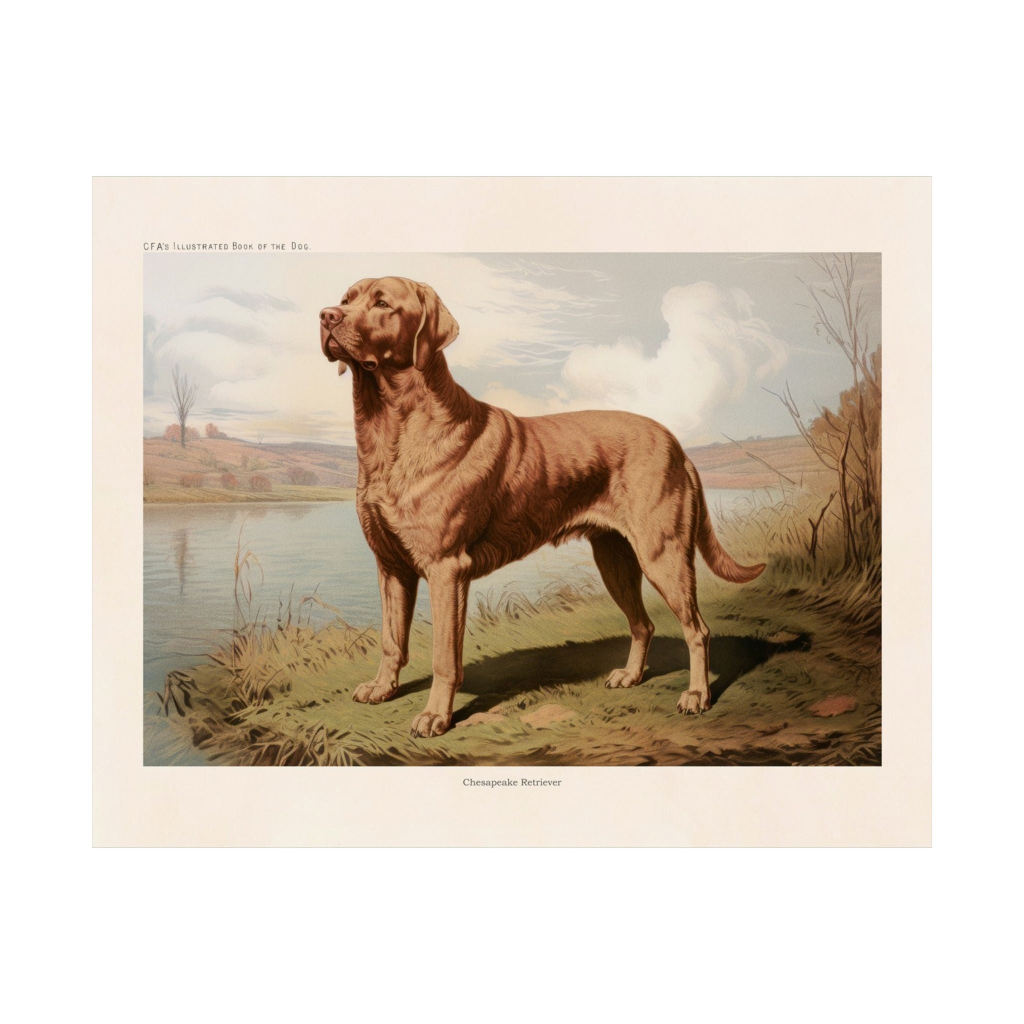 Chesapeake Retriever 2- CFA Edition