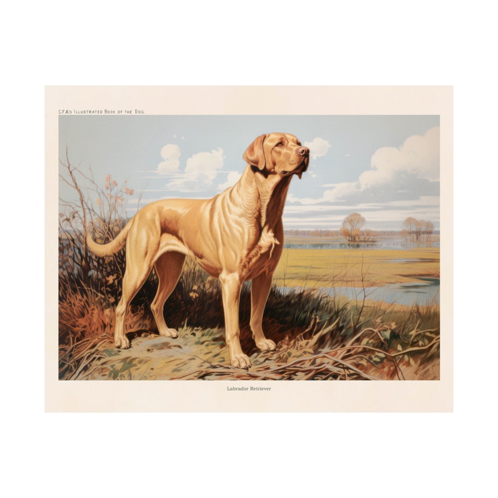 Labrador Retriever 3- CFA Edition