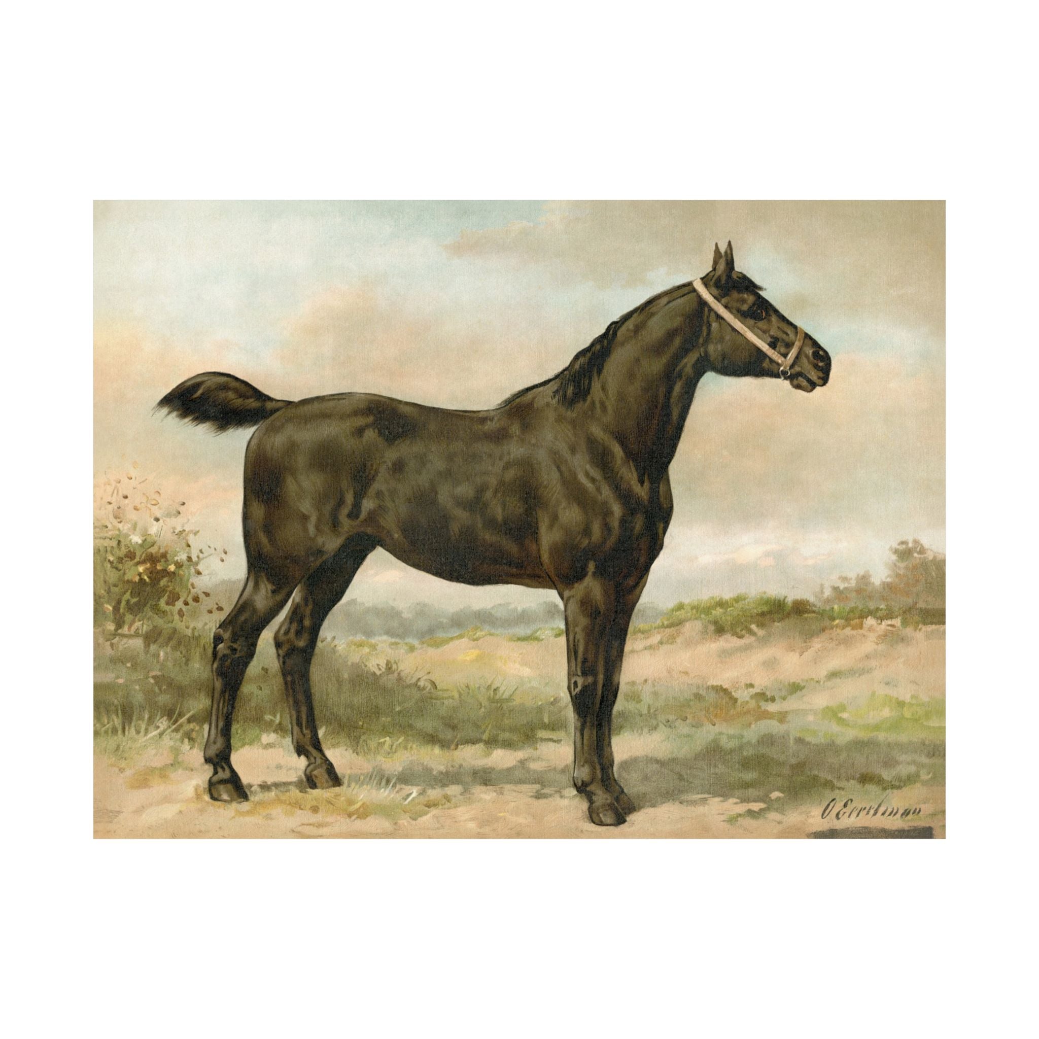 Irish Horse- Eerelman Collection