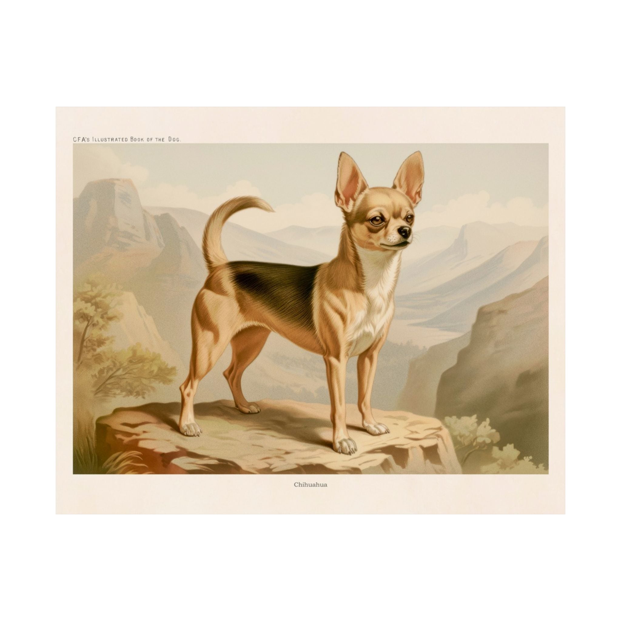 Chihuahua 4- CFA Edition