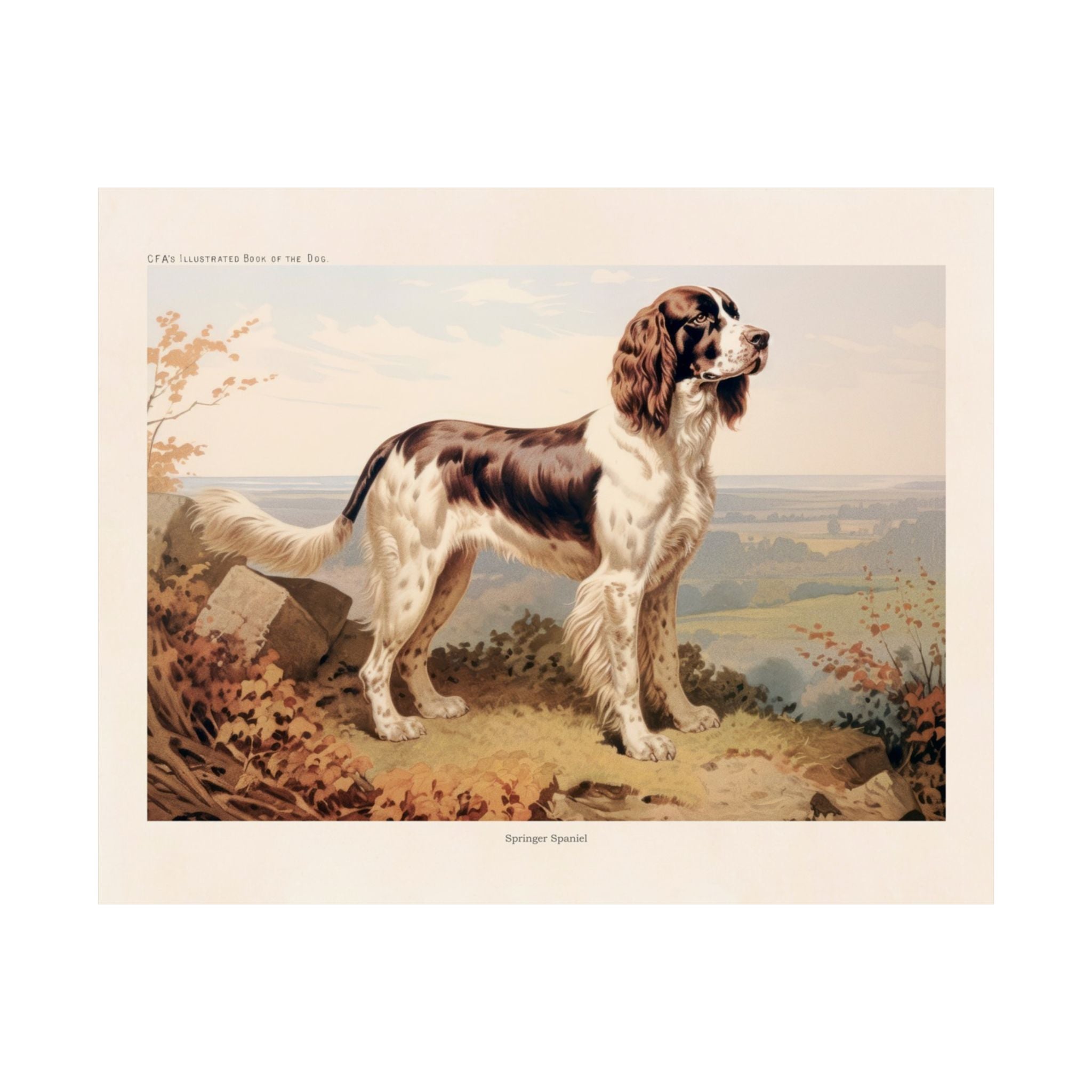 Springer Spaniel 3- CFA Edition