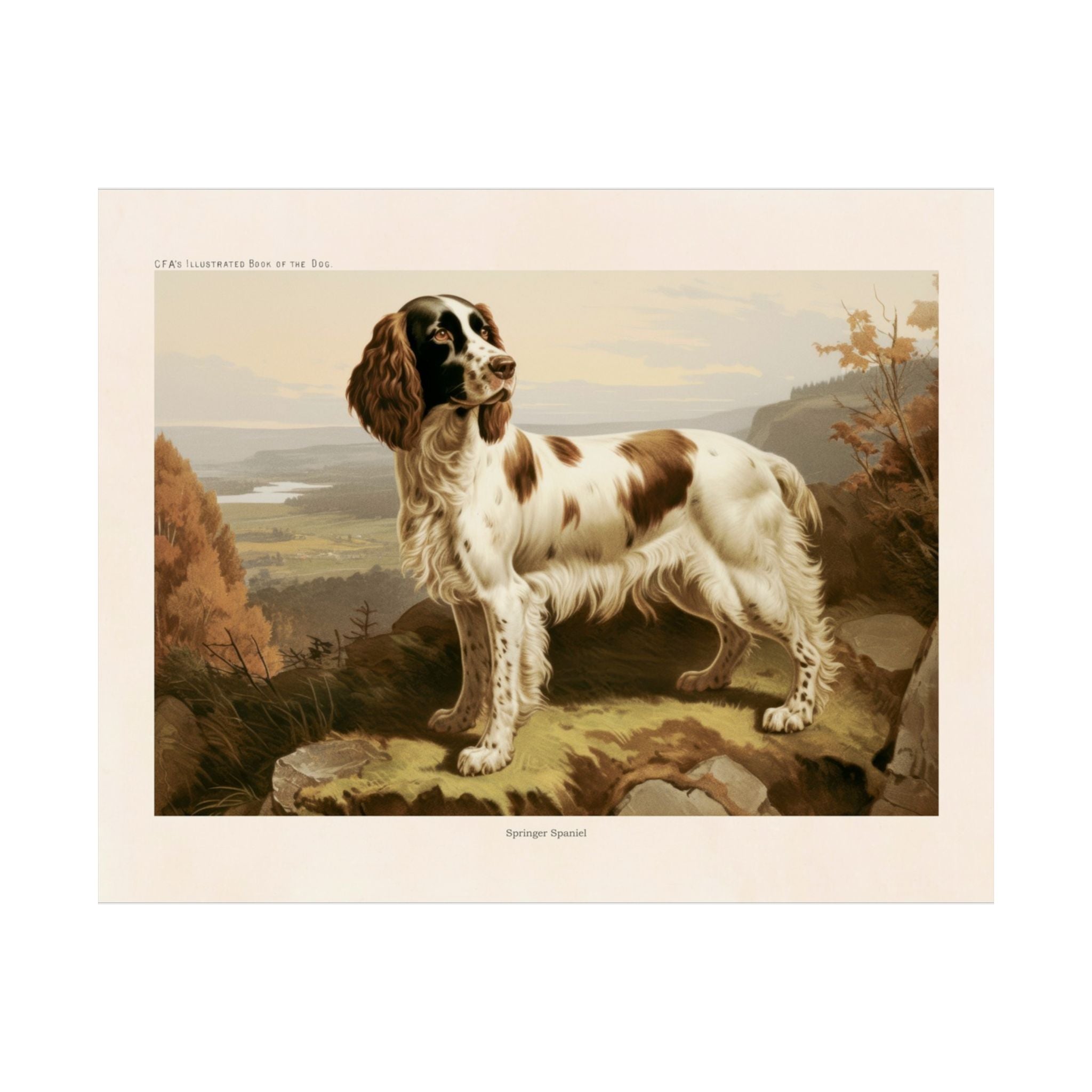 Britany Spaniel 2- CFA Edition