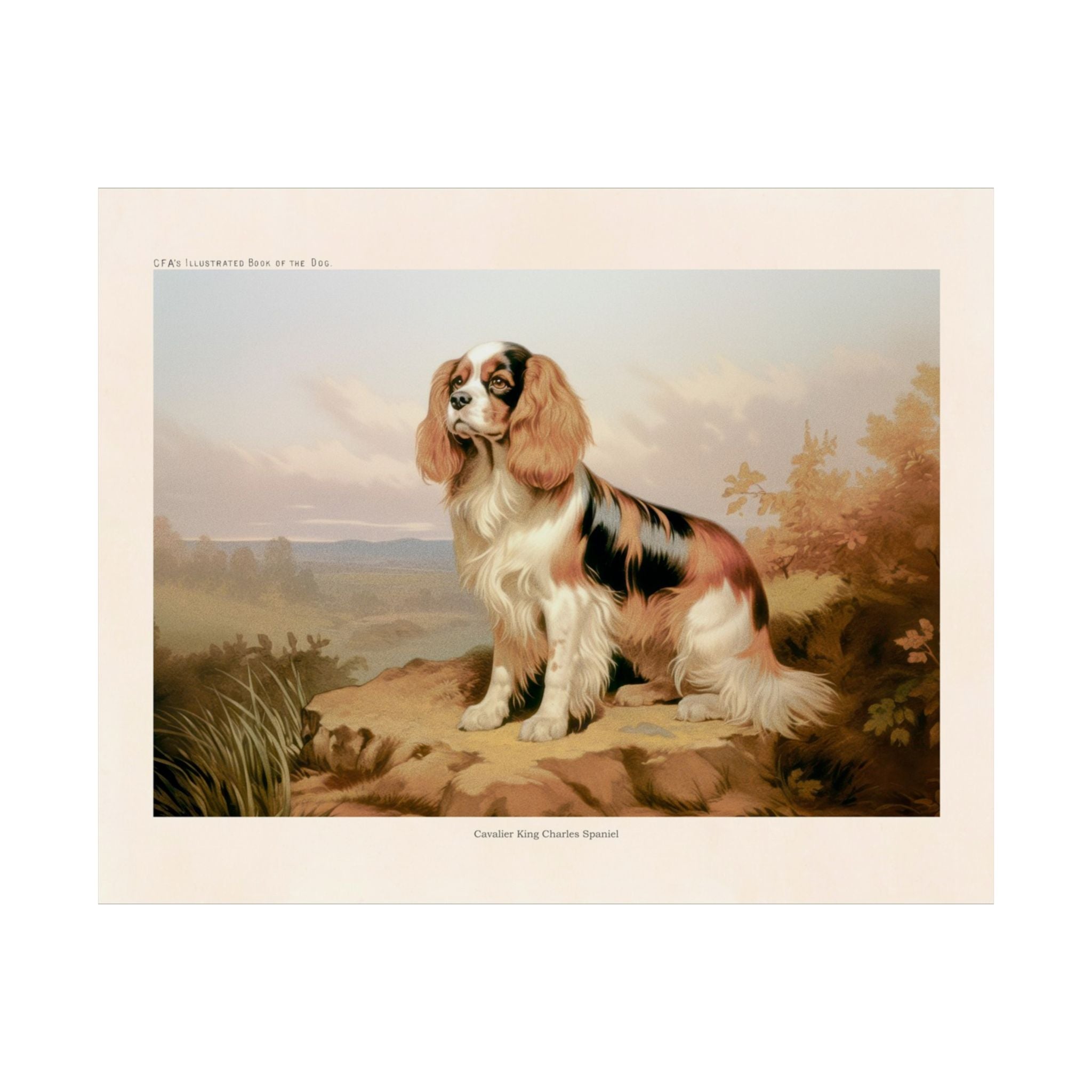 Cavalier King Charles Spaniel 5- CFA Edition