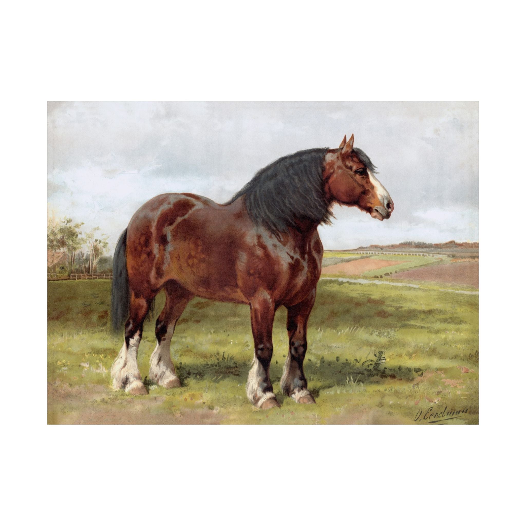 Shire Horse- Eerelman Collection