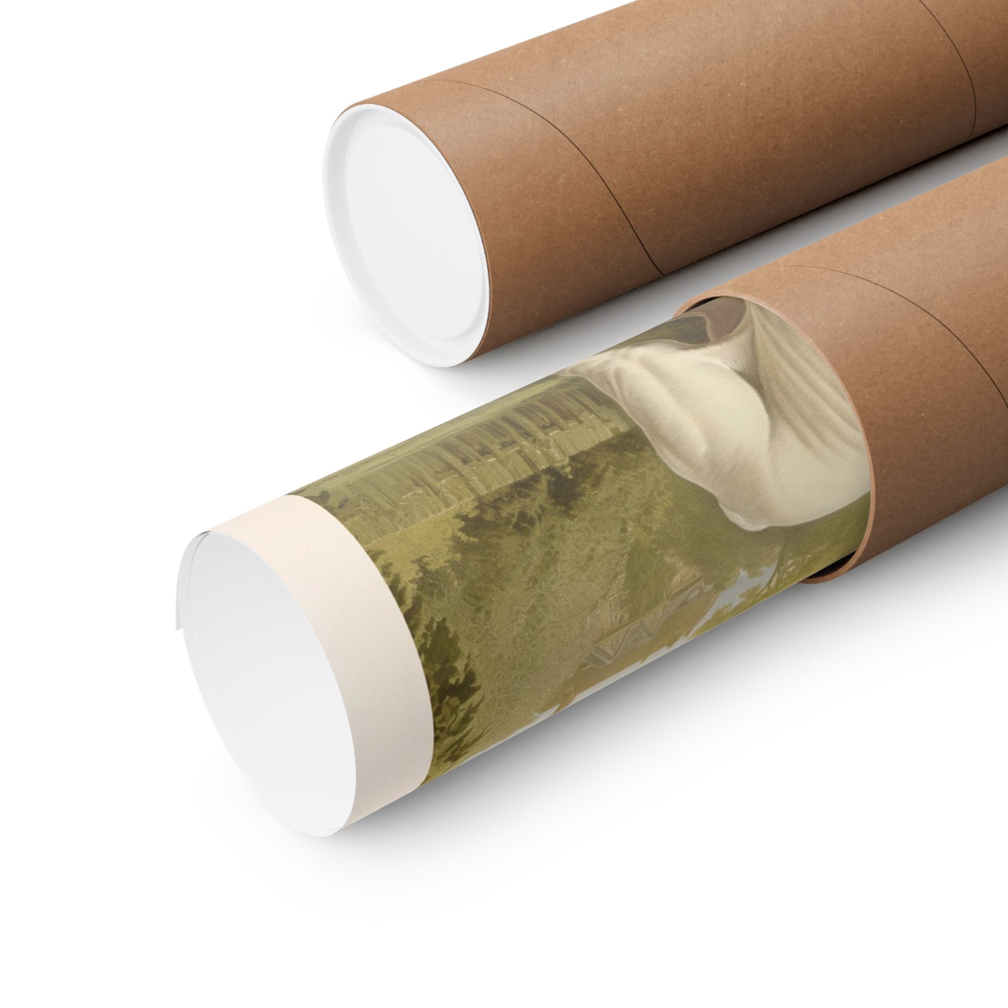 English Bulldog 1- CFA Edition