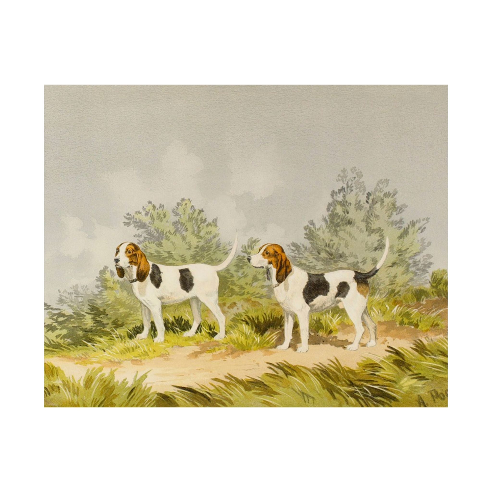 Beagles- Pope Collection