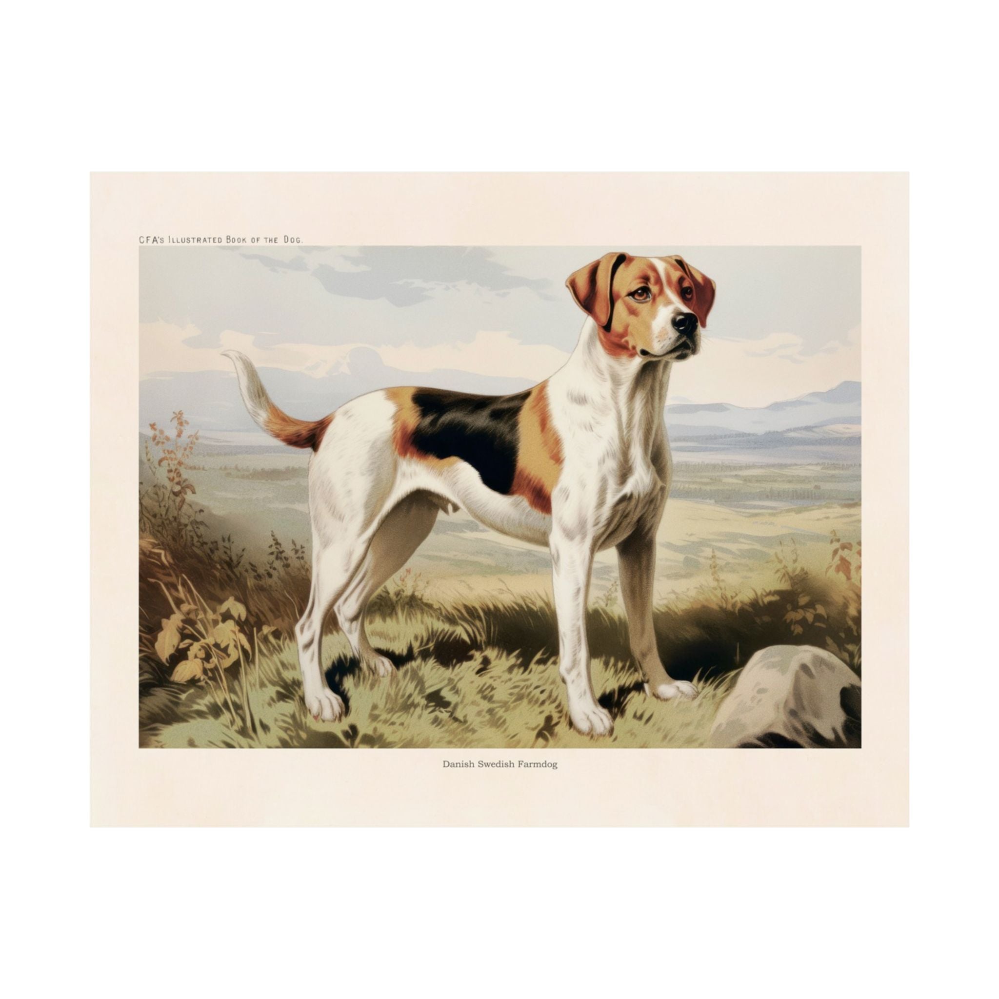 Danish Swedish Farmdog- CFA Edition