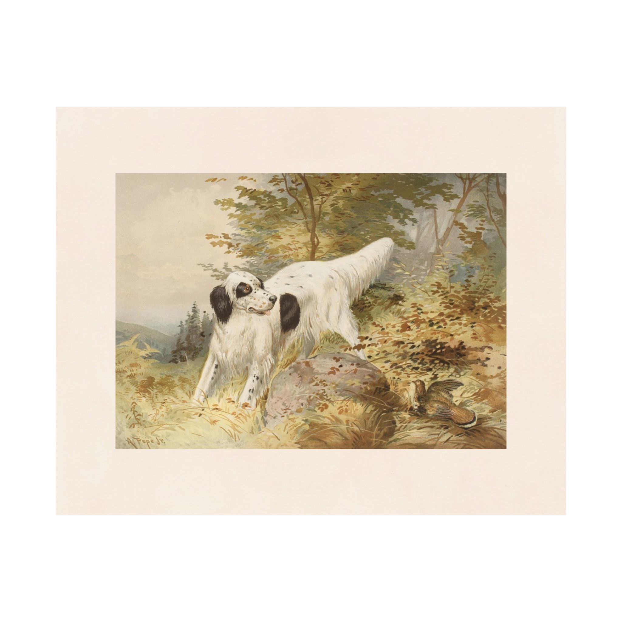 Llewellin Setter Dog- Pope Collection