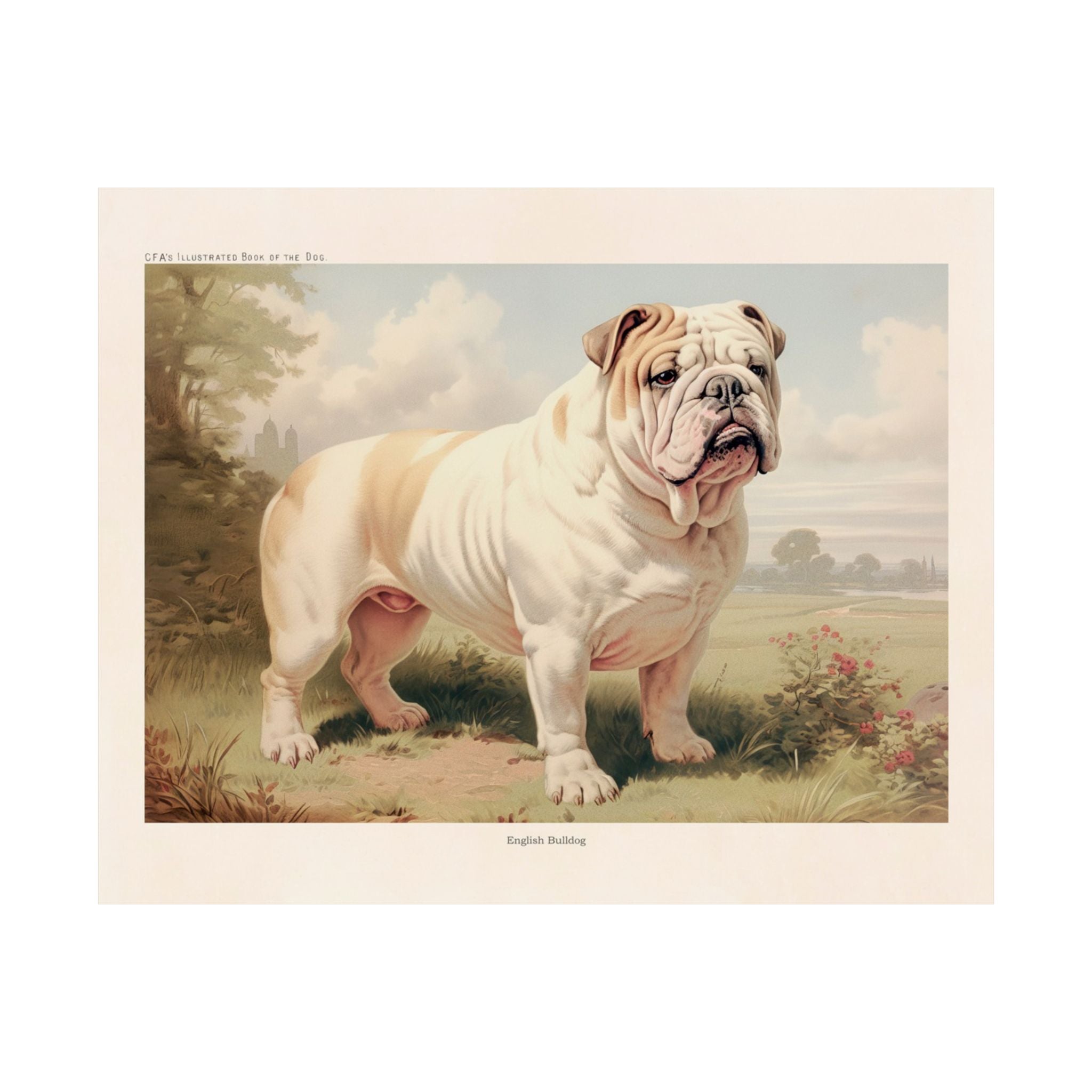 English Bulldog 4- CFA Edition