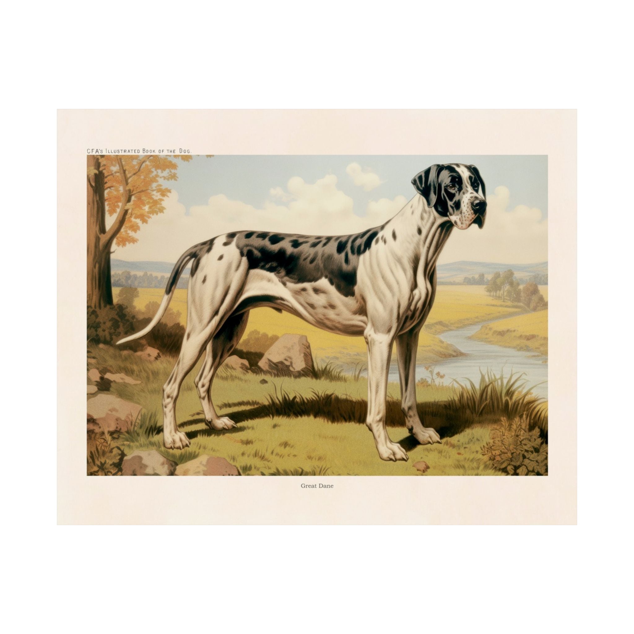 Great Dane 2- CFA Edition