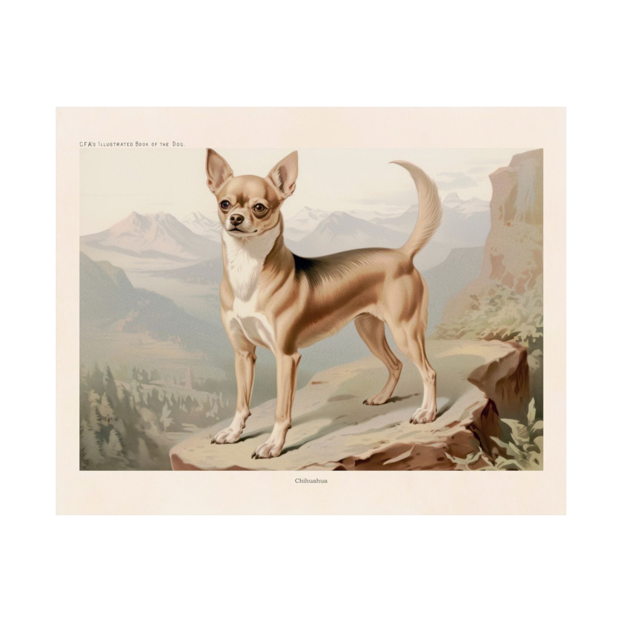 Chihuahua 1- CFA Edition