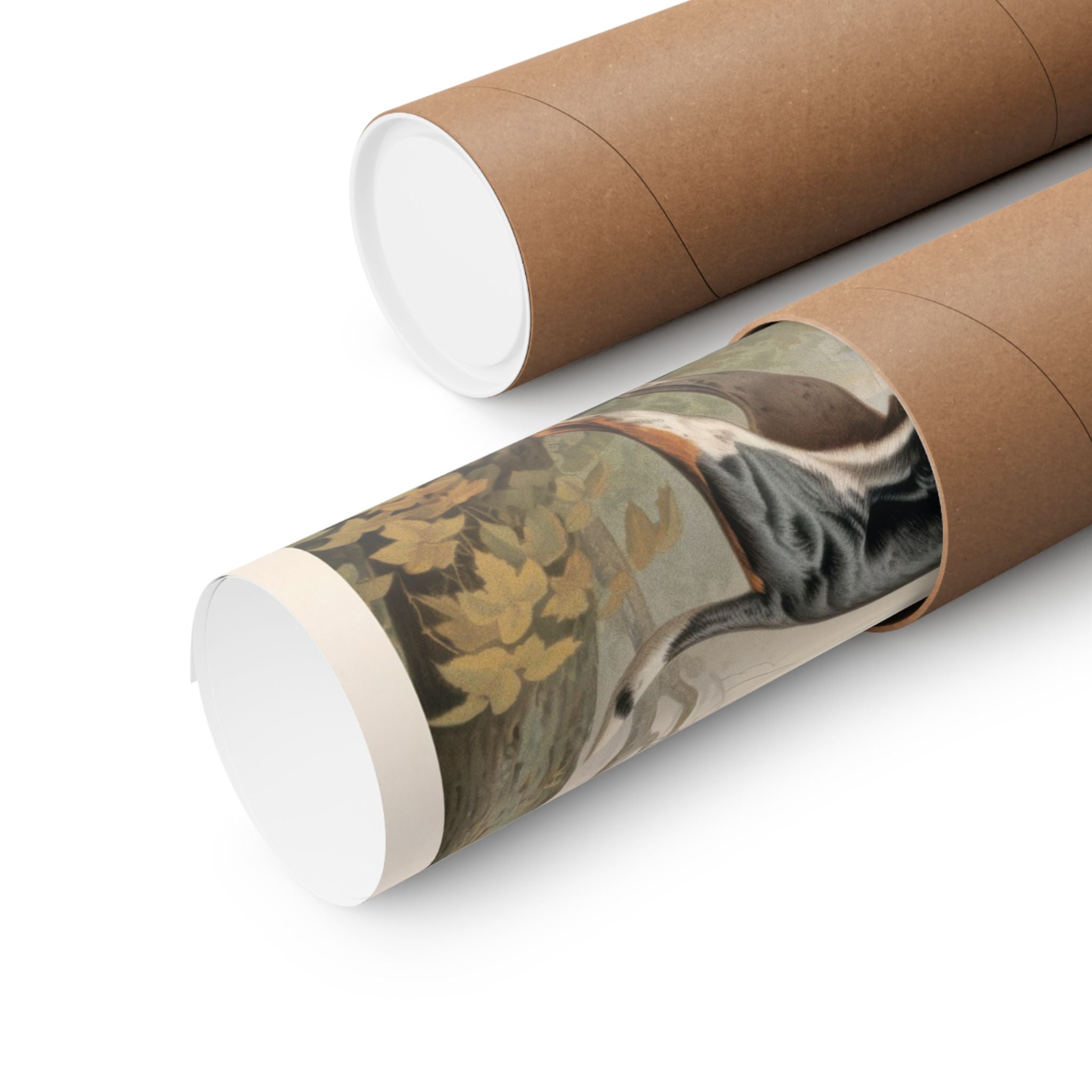 Coonhound- CFA Edition