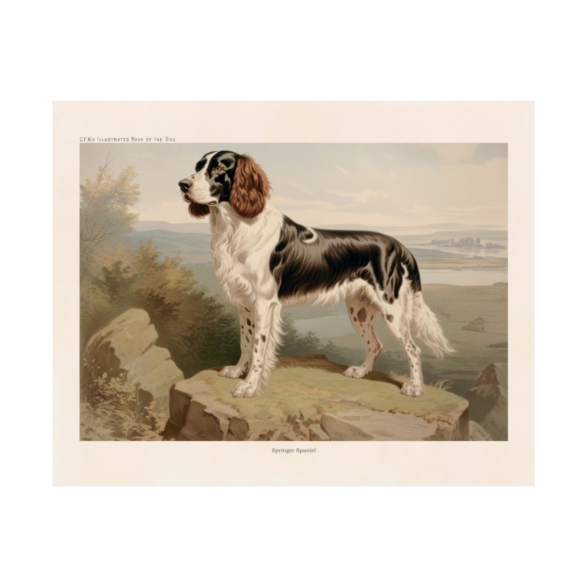 Springer Spaniel 2- CFA Edition