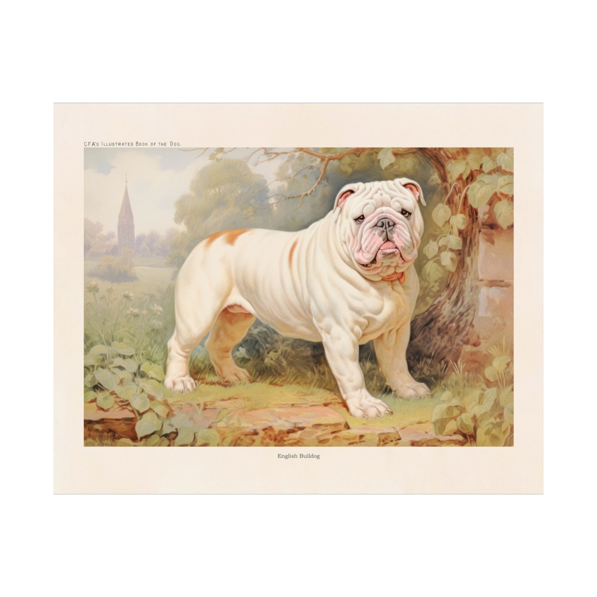 English Bulldog 3- CFA Edition