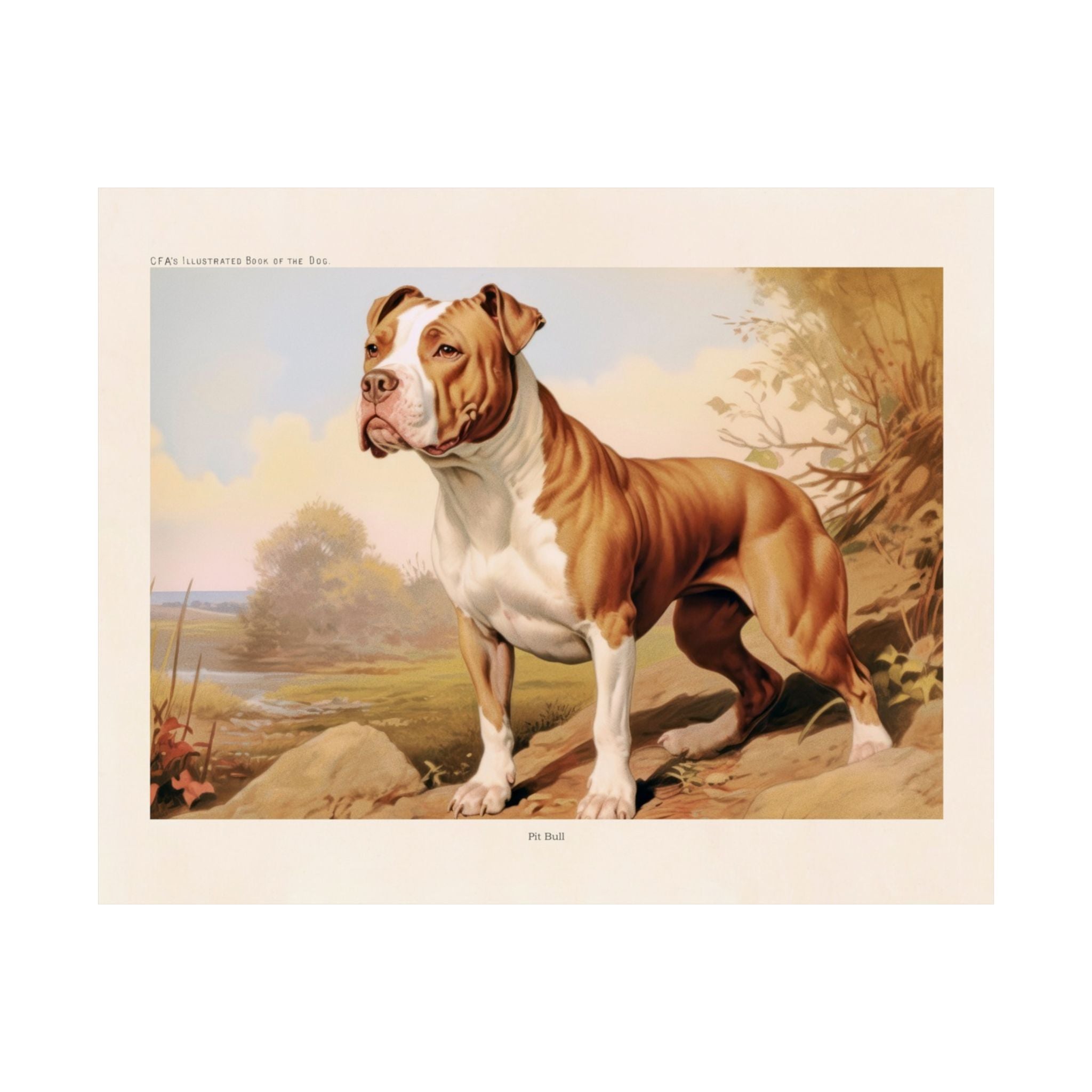 Pit Bull 2- CFA Edition