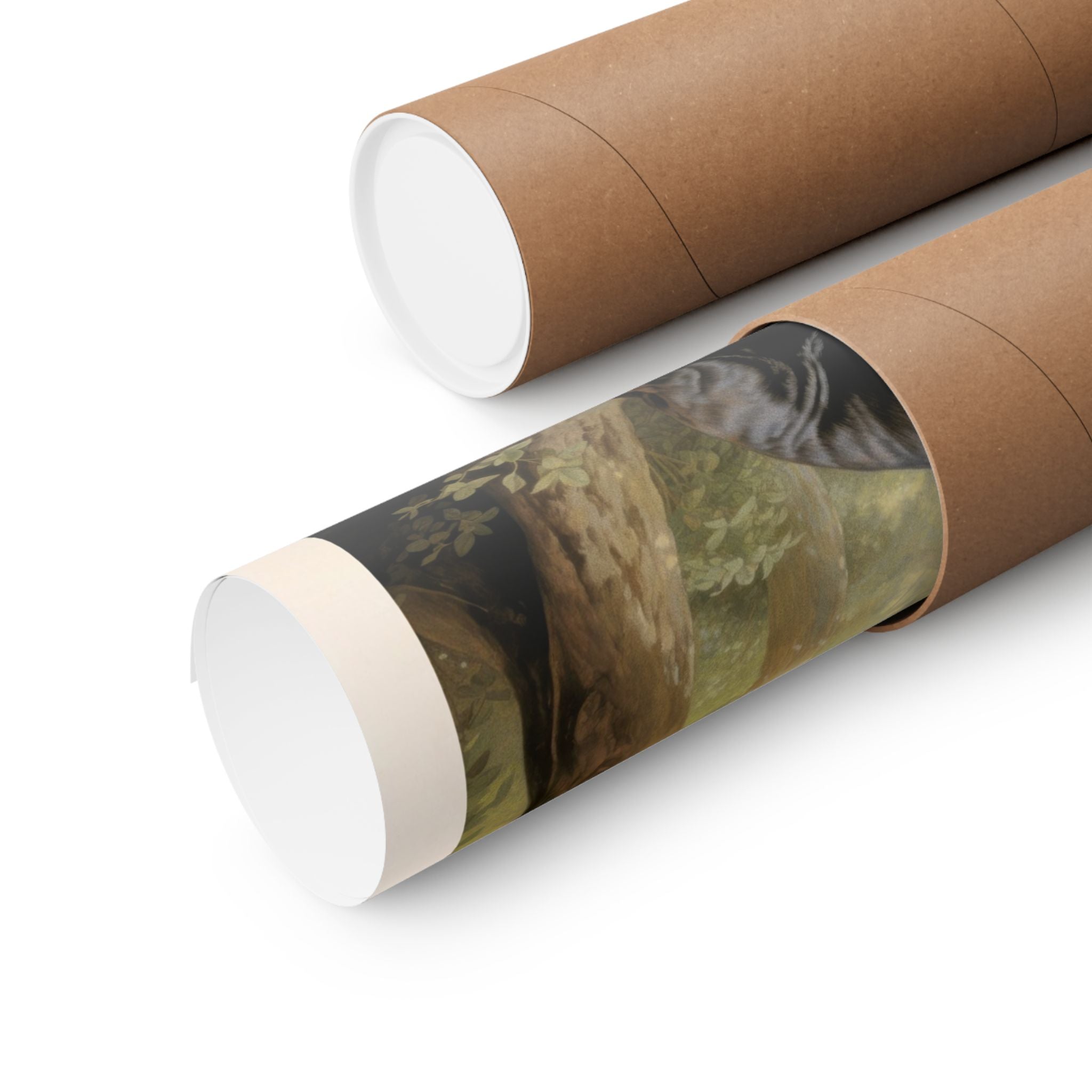 Cane Corso- CFA Edition