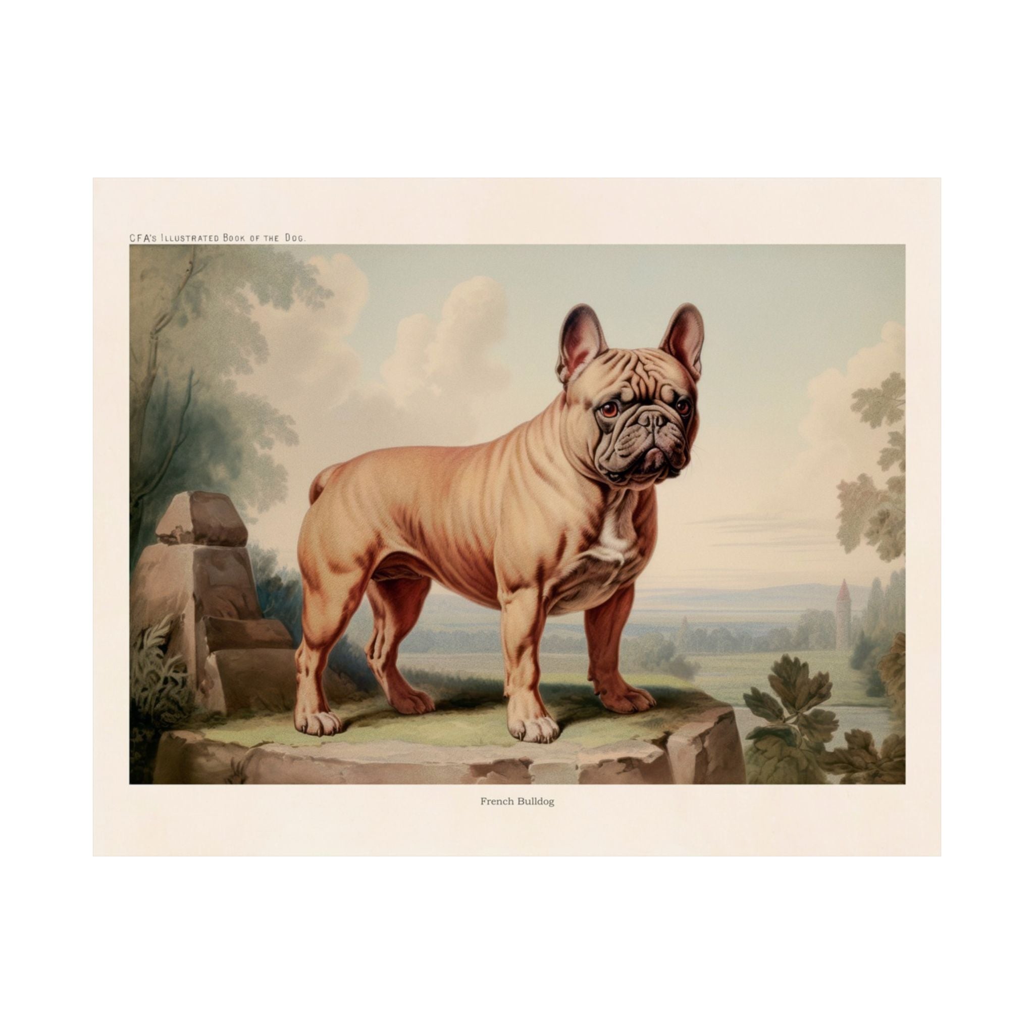 French Bulldog 3- CFA Edition