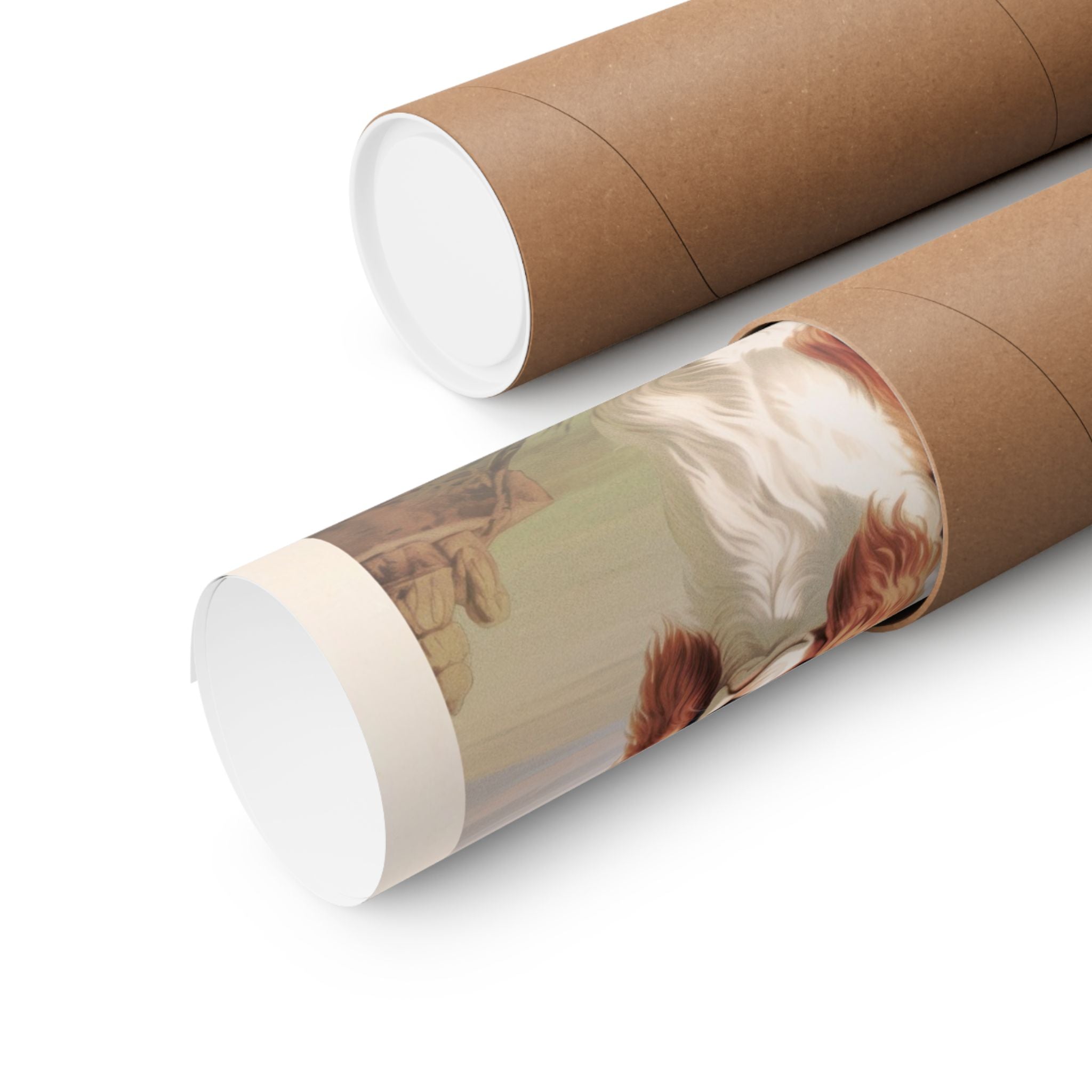 Cavalier King Charles Spaniel 4- CFA Edition