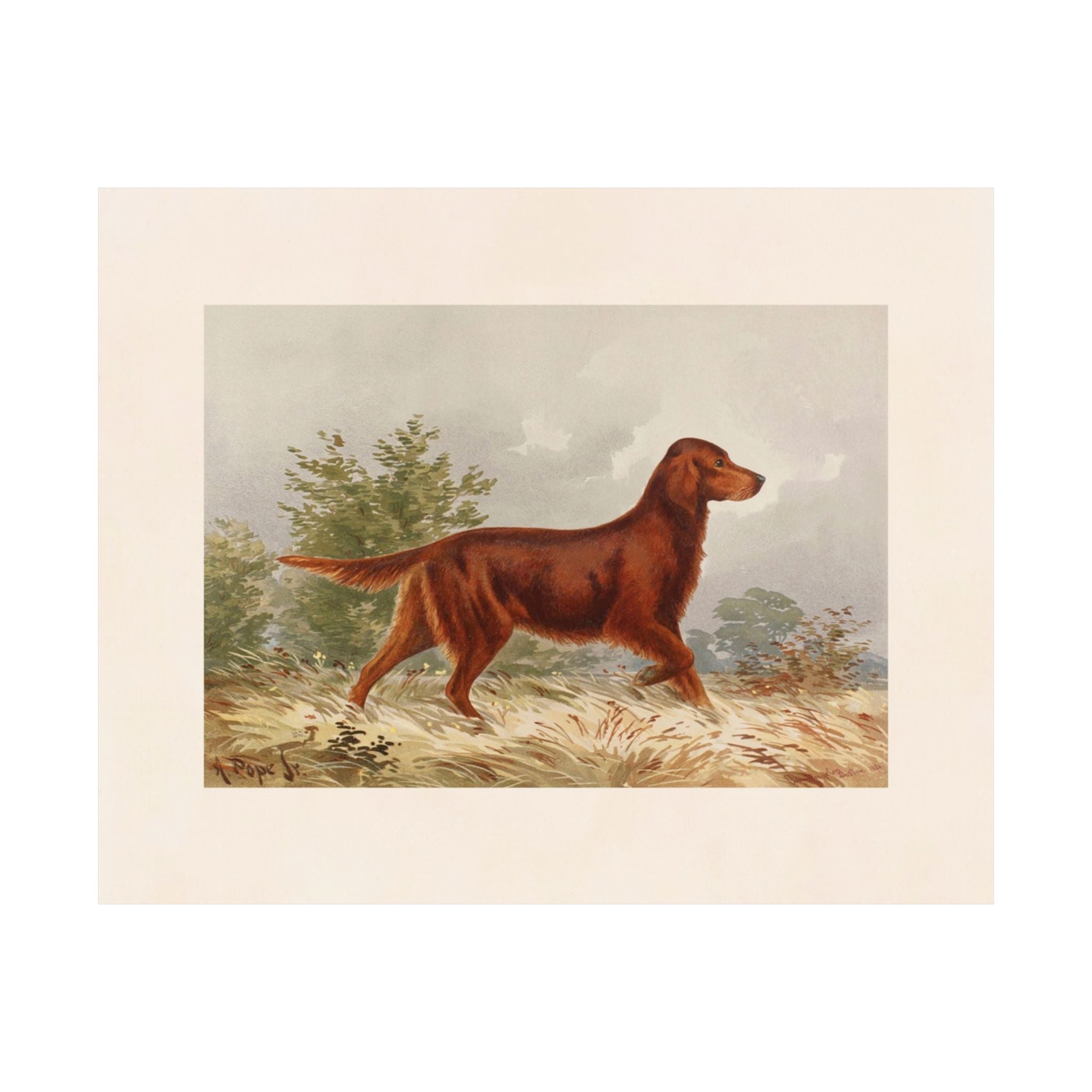 Red Irish Setter- Pope Collection