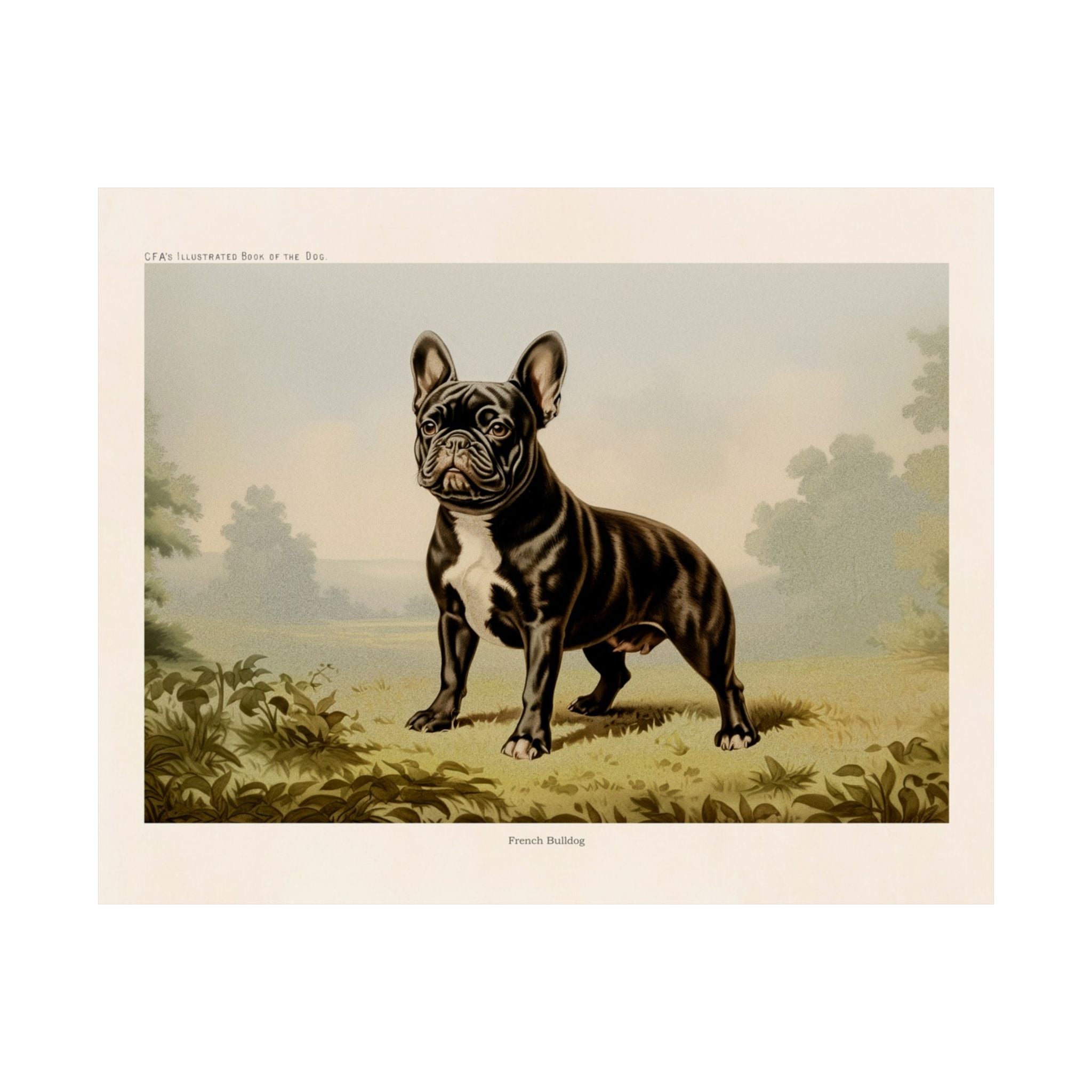 French Bulldog 5- CFA Edition