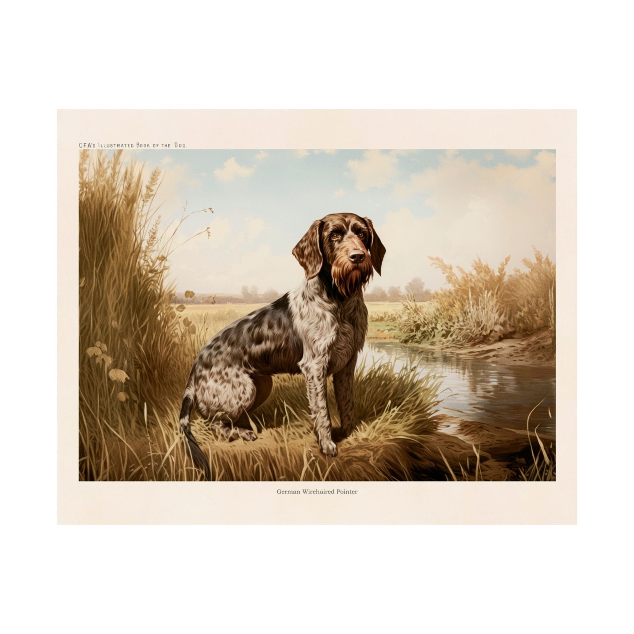 German Wirehaired Pointer- CFA Edition