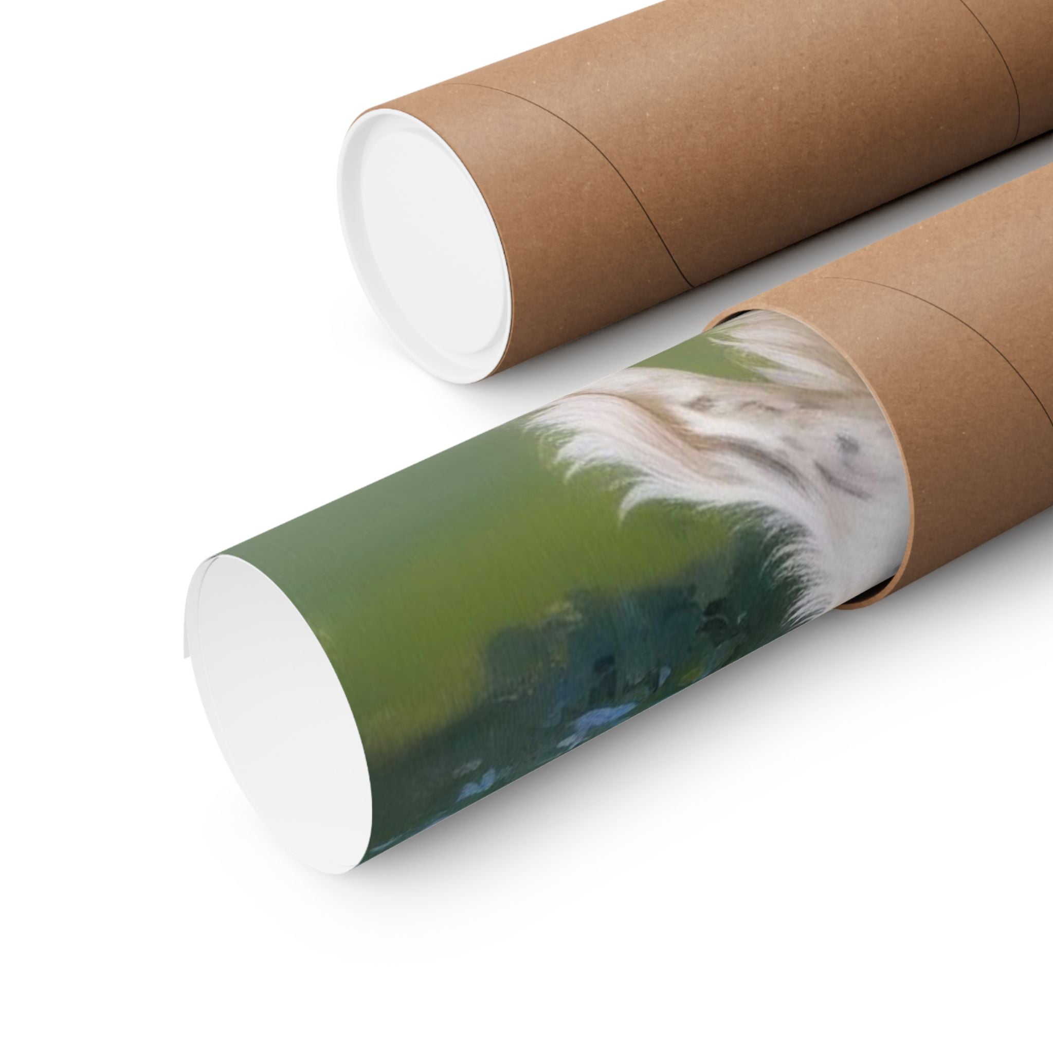 English Setter- Garden Collection