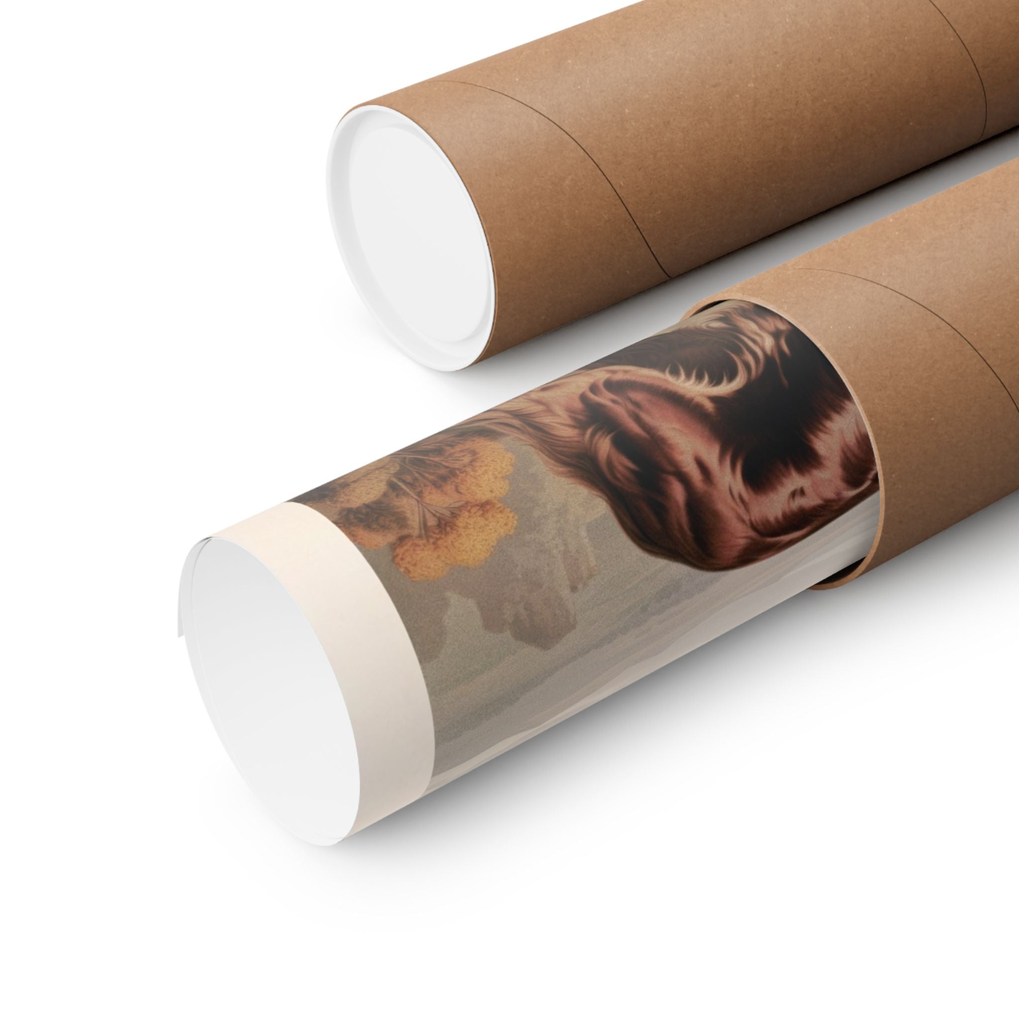 English Cocker Spaniel- CFA Edition