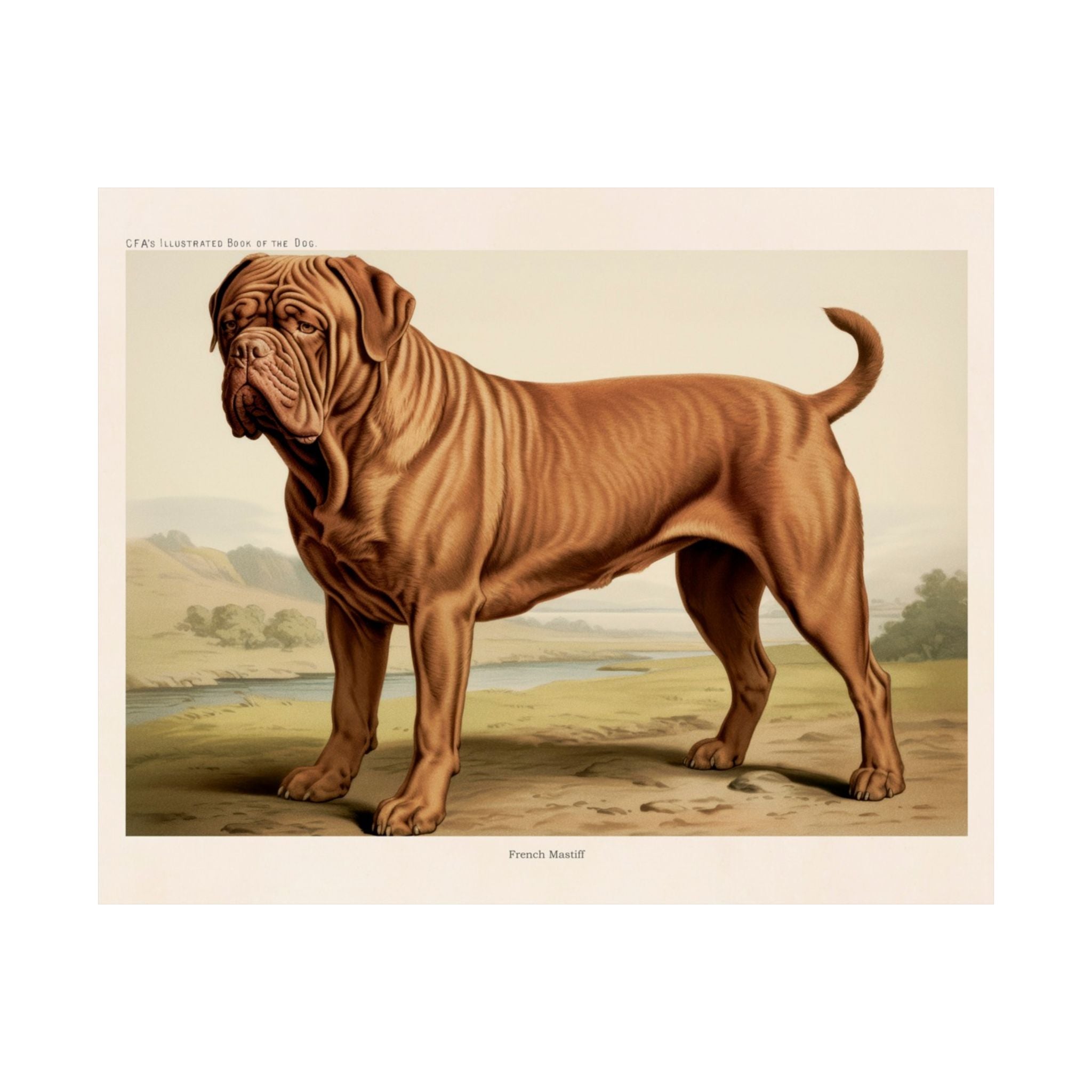 French Mastiff 1- CFA Edition