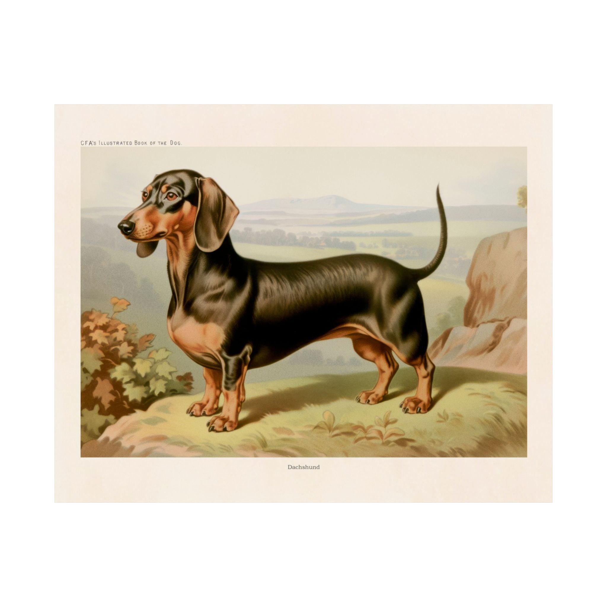 Dachshund 1- CFA Edition
