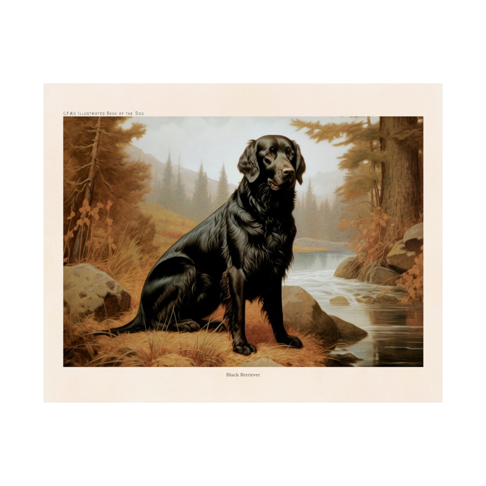 Black Retriever- CFA Edition