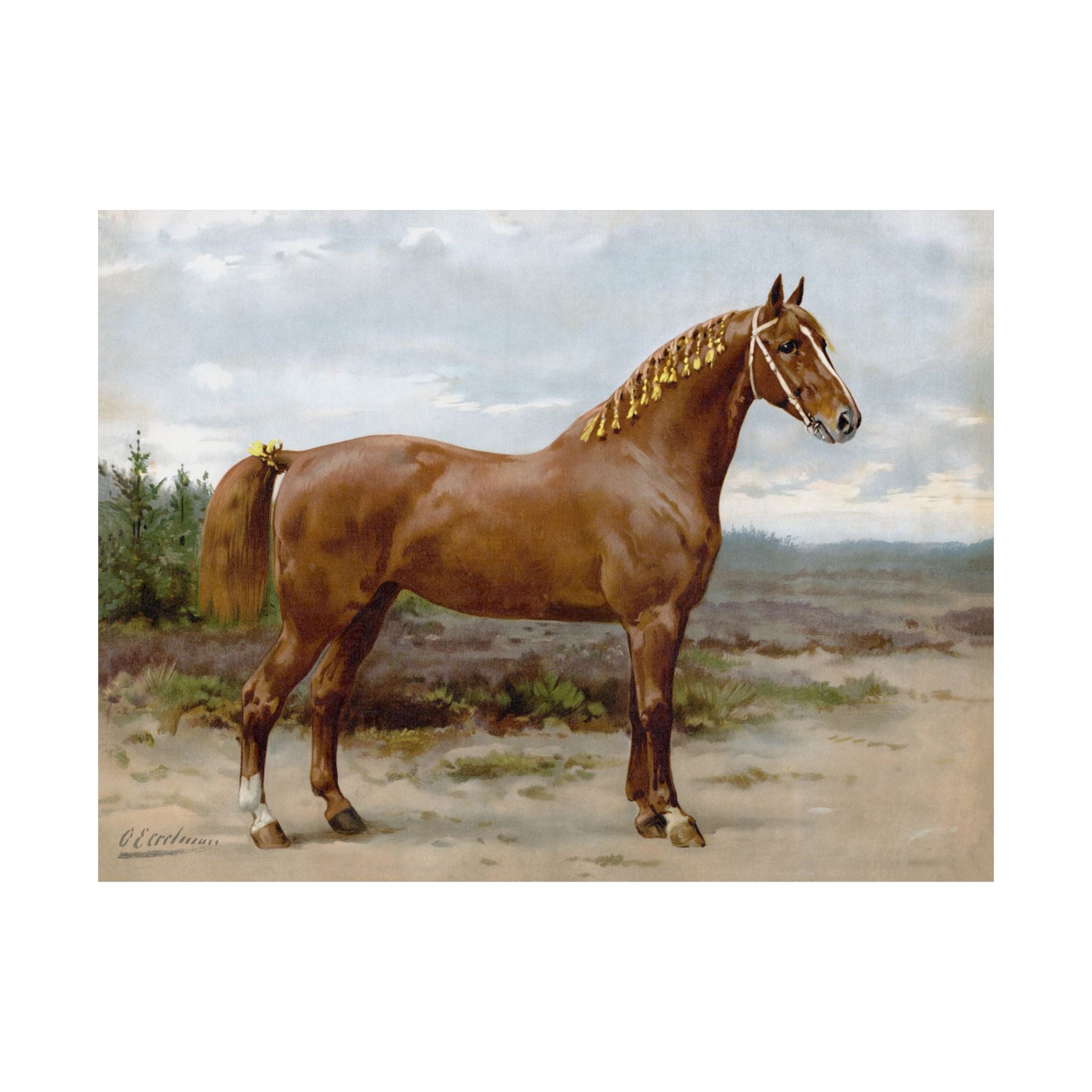 Gelderspaard Horse- Eerelman Collection