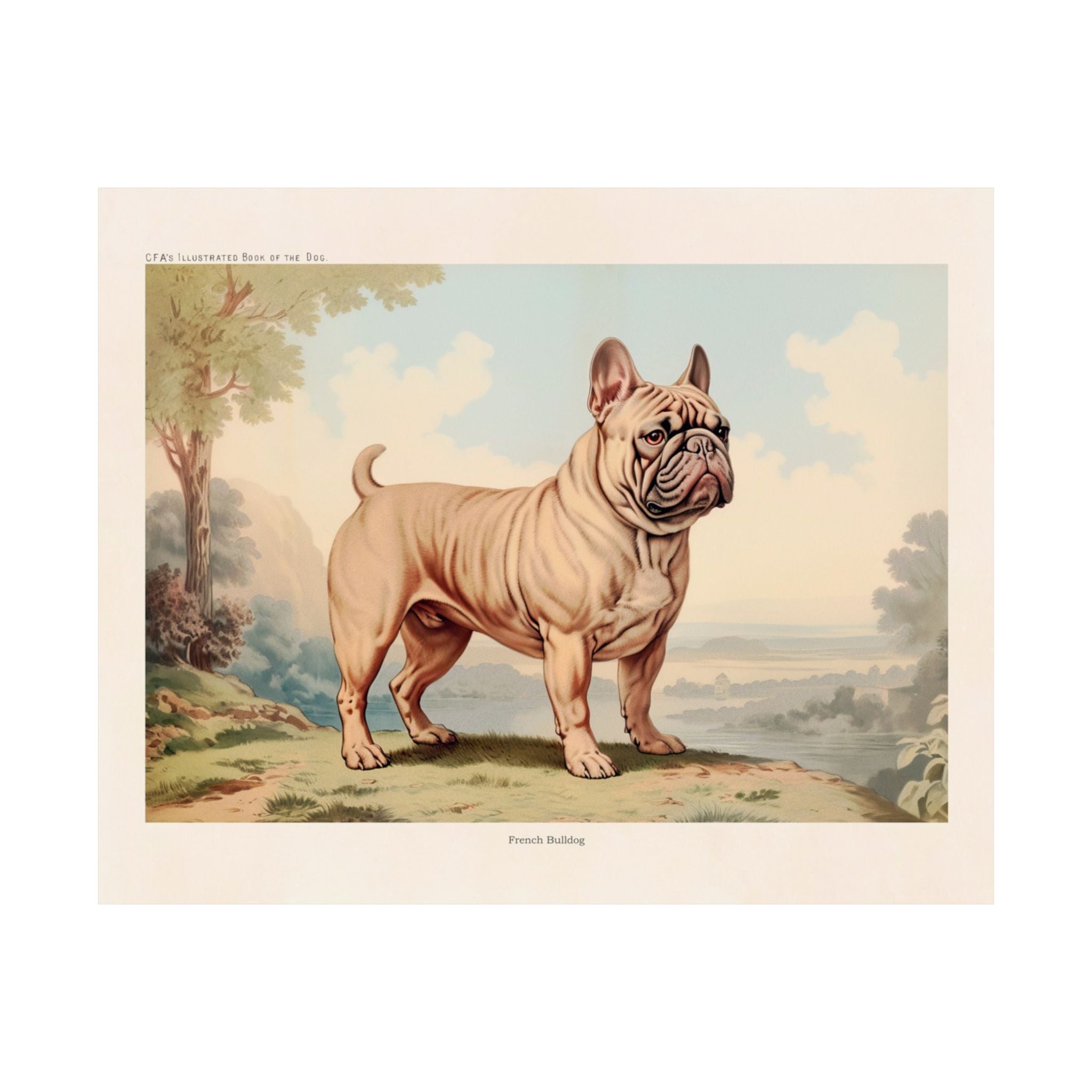 French Bulldog 1- CFA Edition