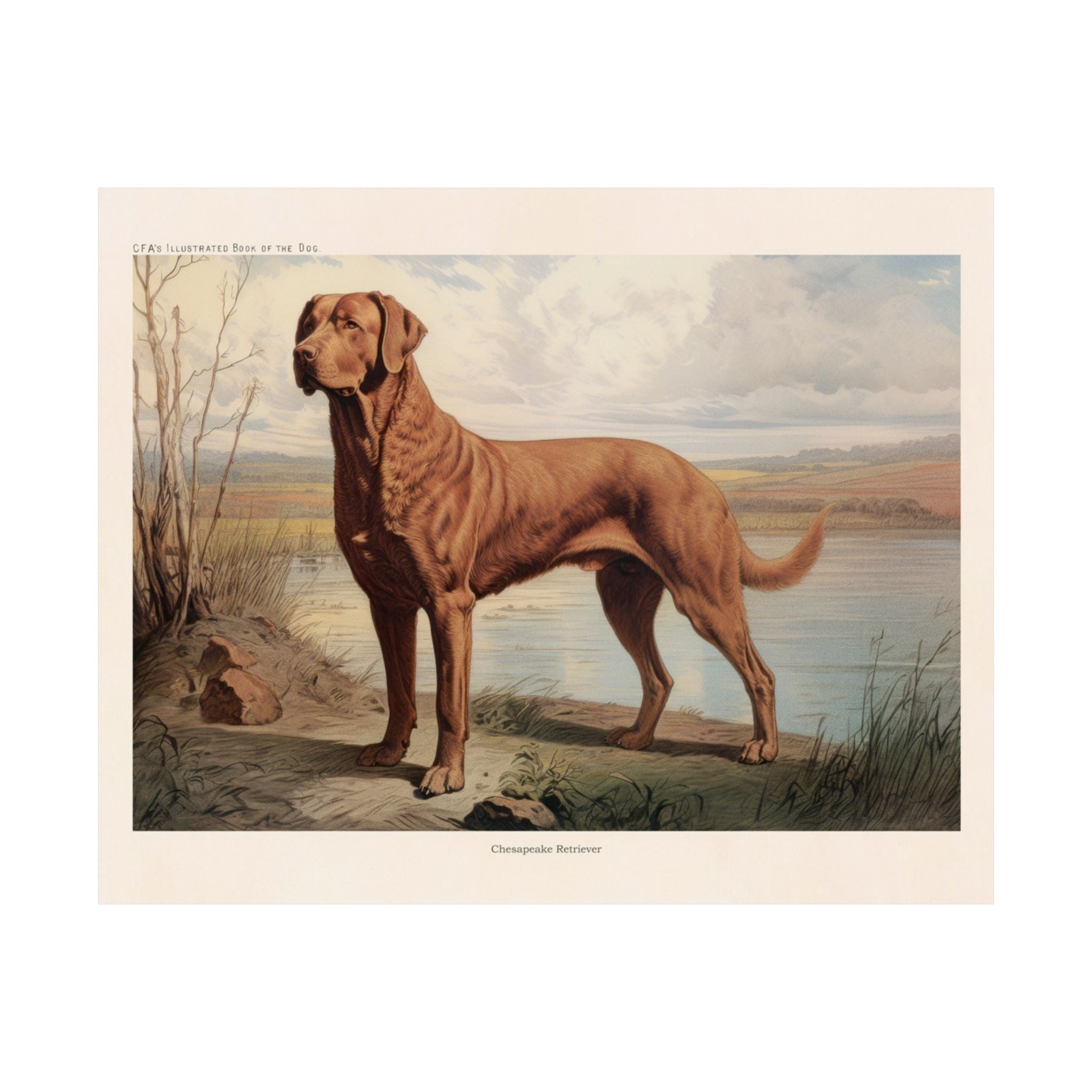Chesapeake Retriever 1- CFA Edition