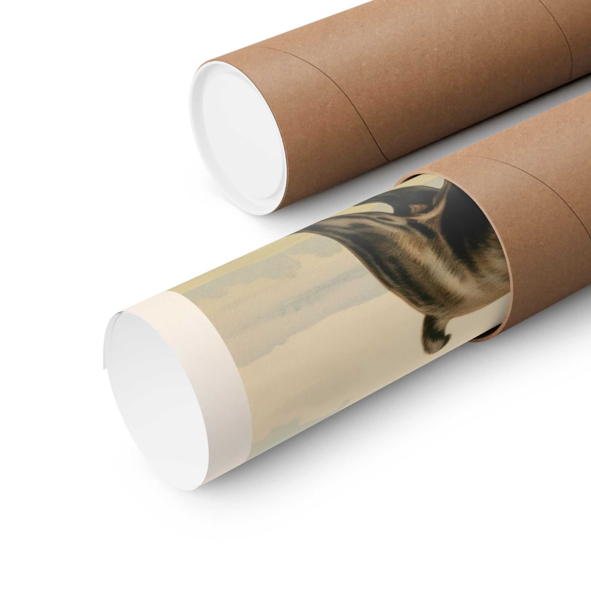 French Bulldog 1- CFA Edition