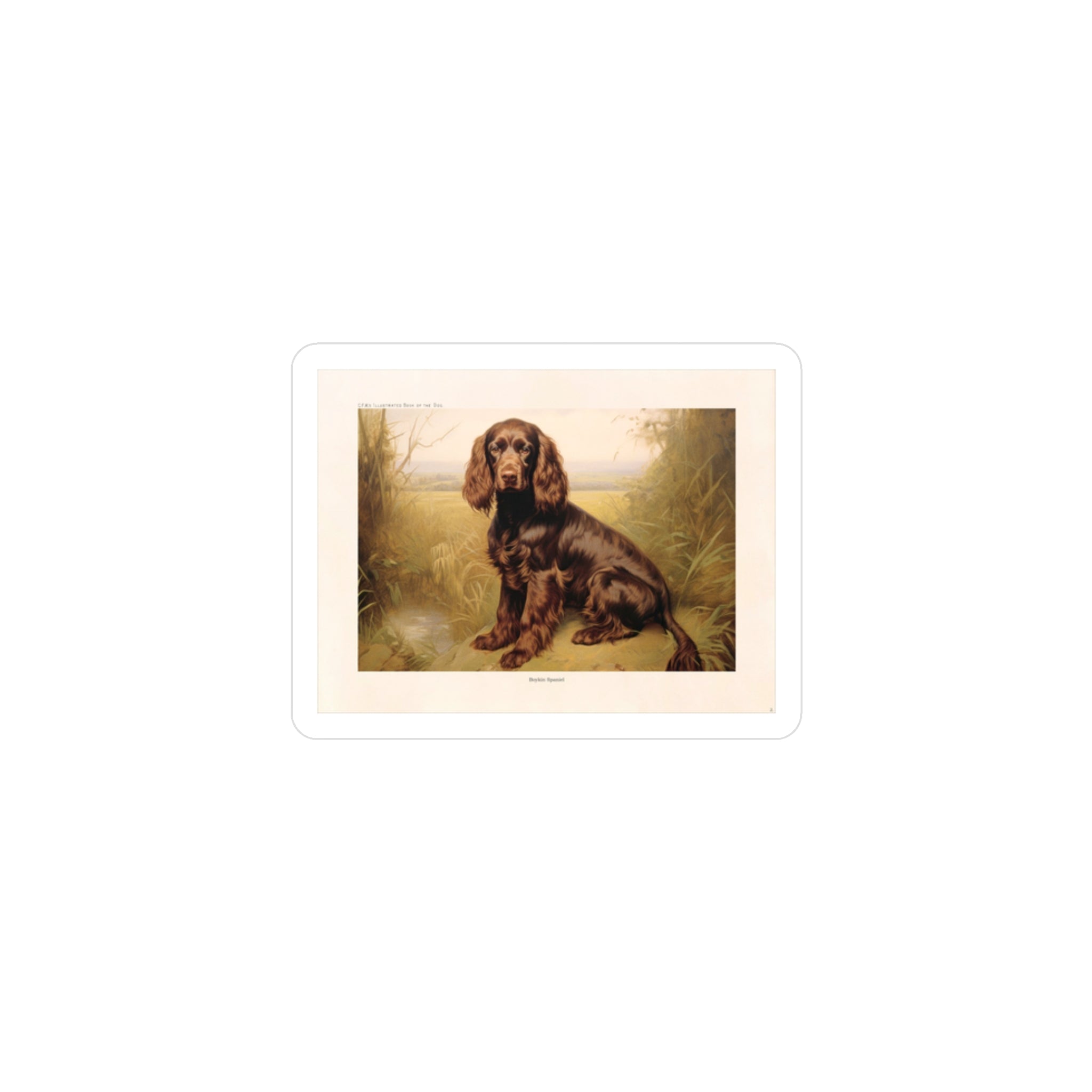 CFA Edition Boykin Spaniel Vinyl Decal