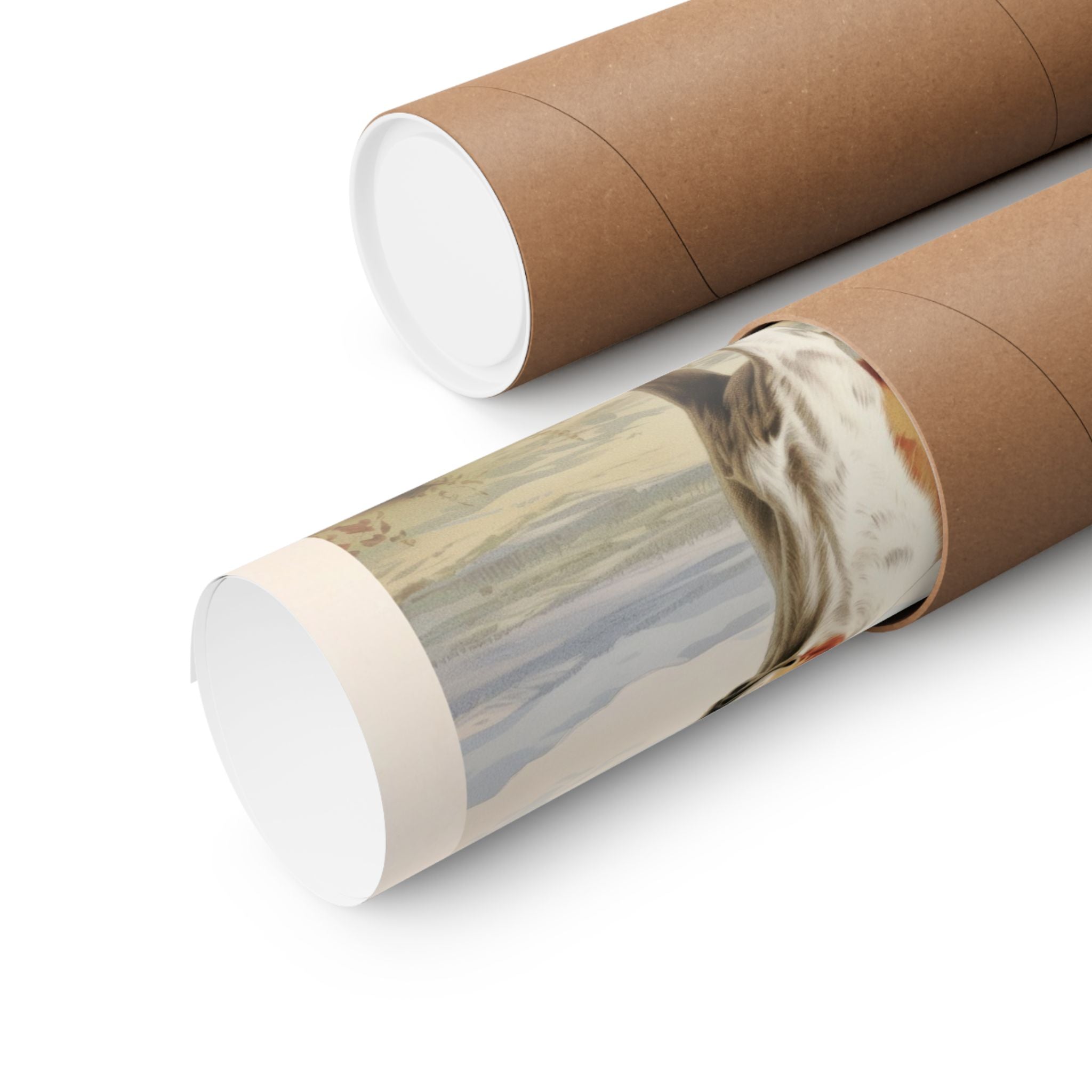 Danish Swedish Farmdog- CFA Edition