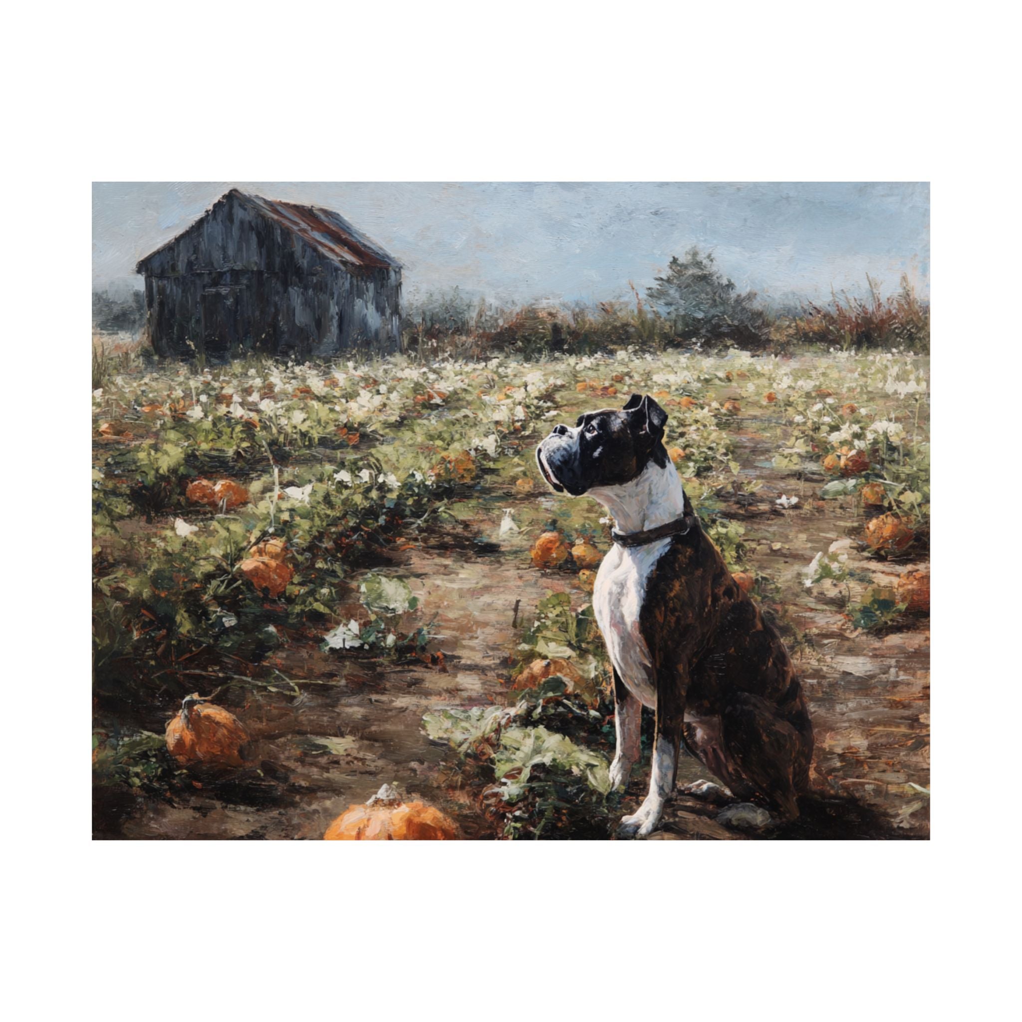 Boxer 4- Pumpkin Patch Collection