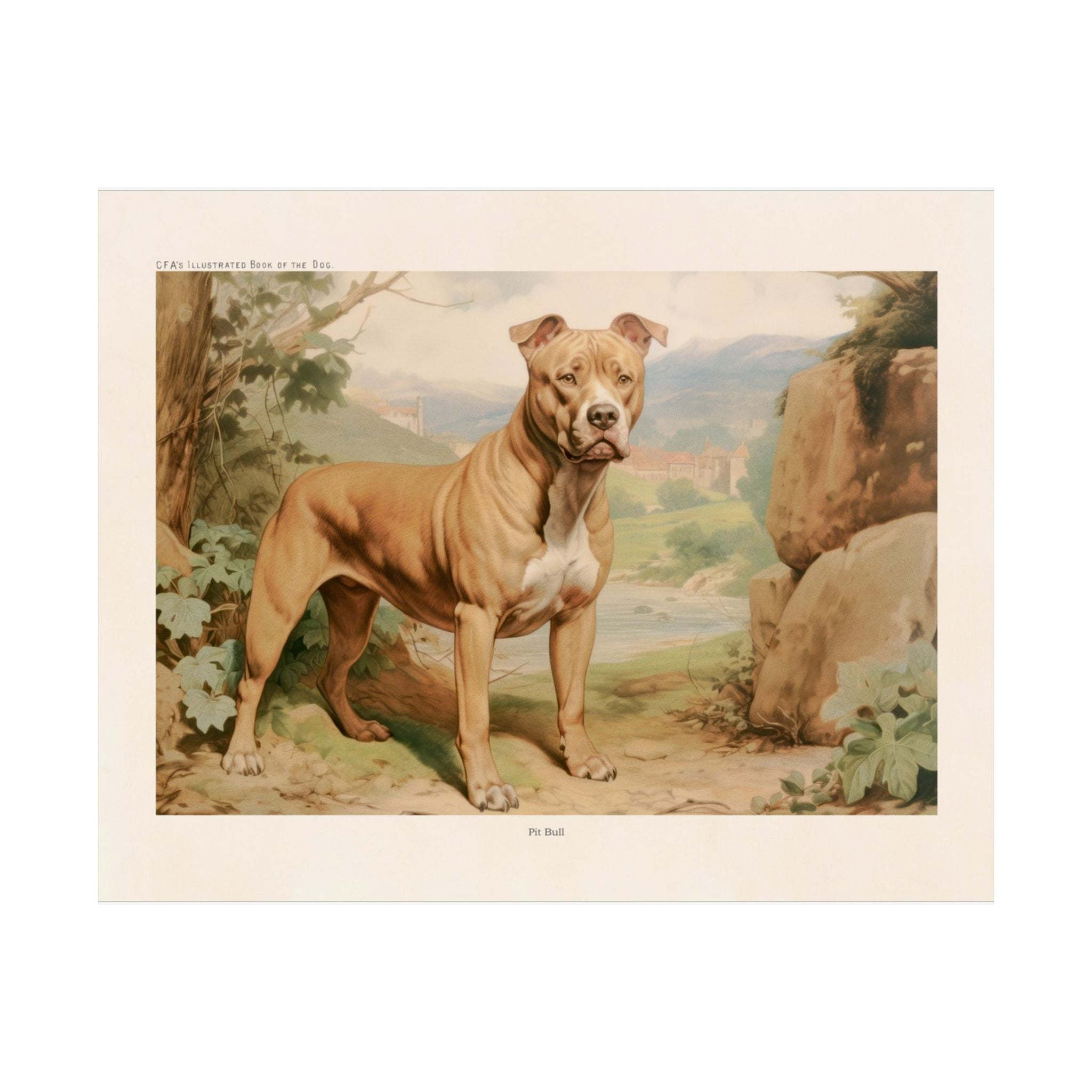 Pit Bull 1- CFA Edition